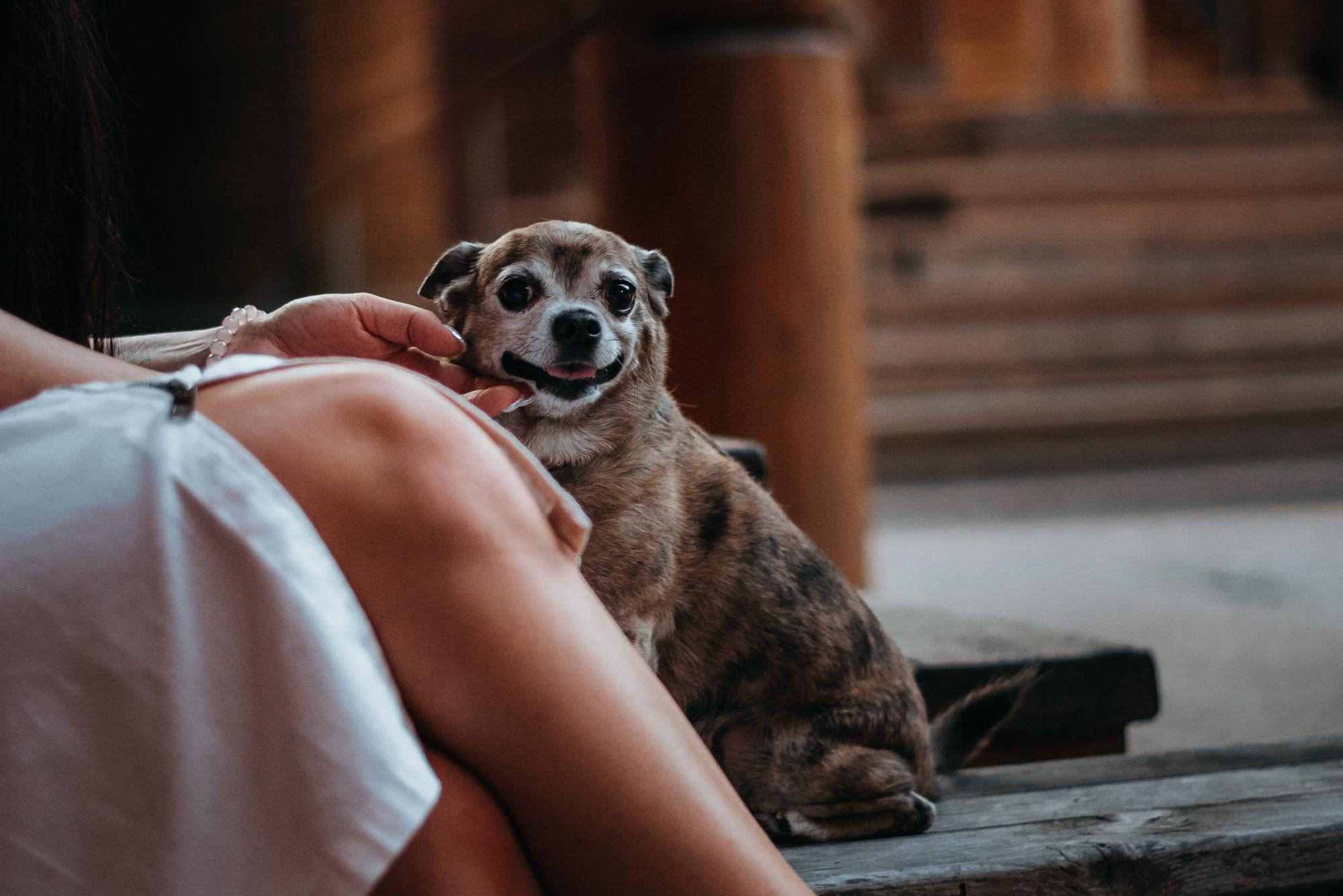 Elena and Vegas. Real moments between people and their dogs