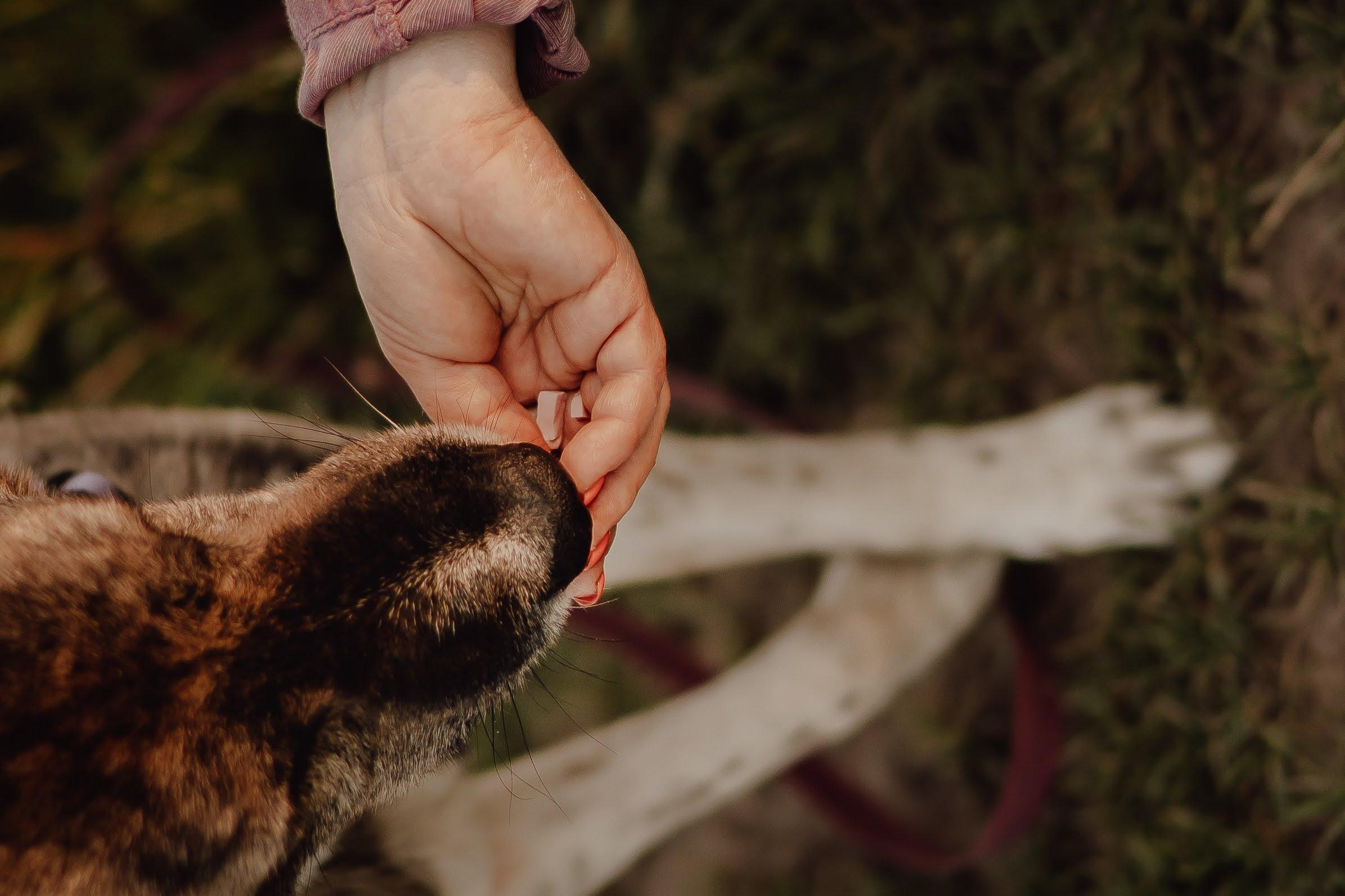 Are they looking for or have found a family. Real moments between people and their dogs