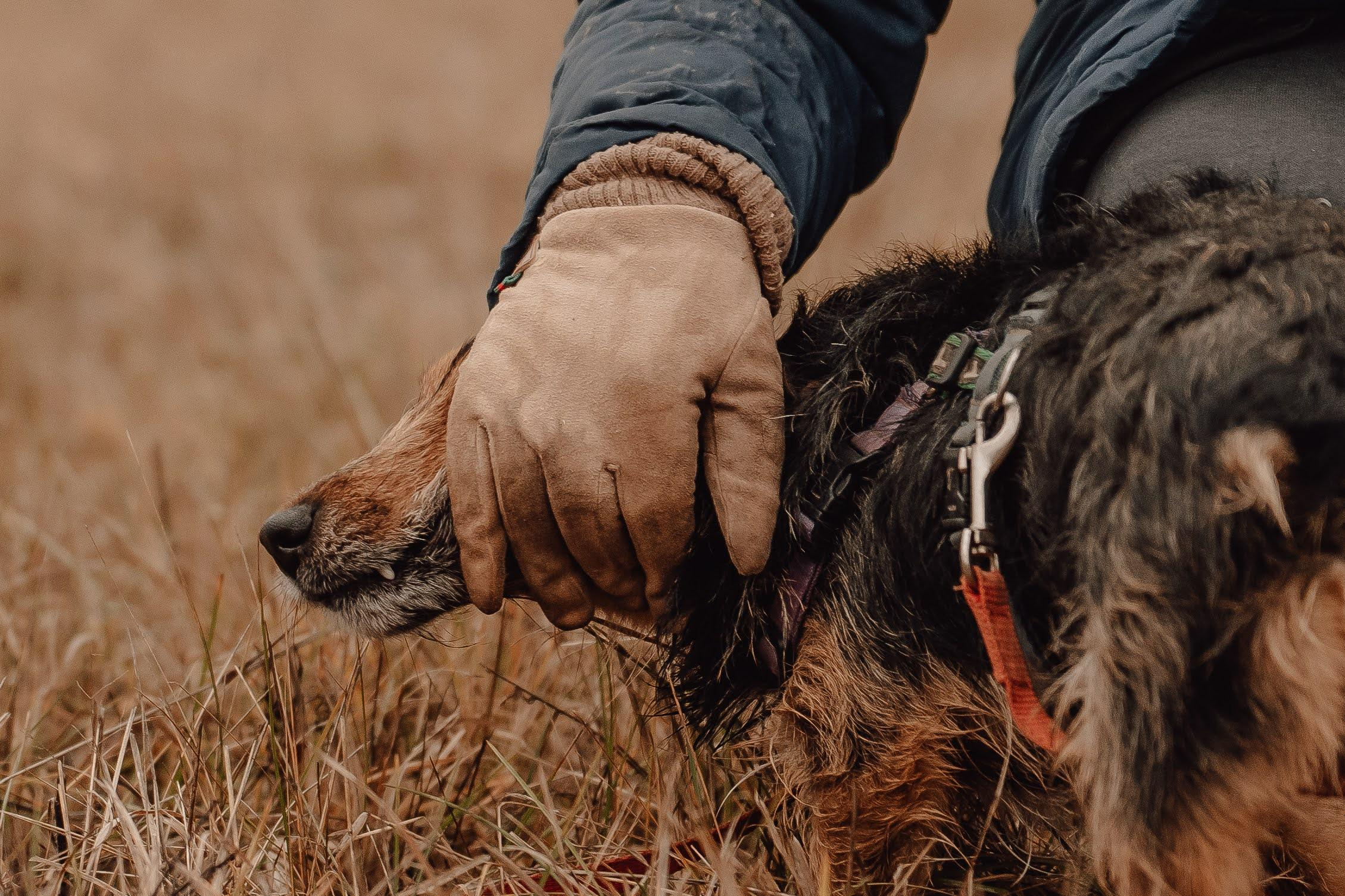 Are they looking for or have found a family. Real moments between people and their dogs