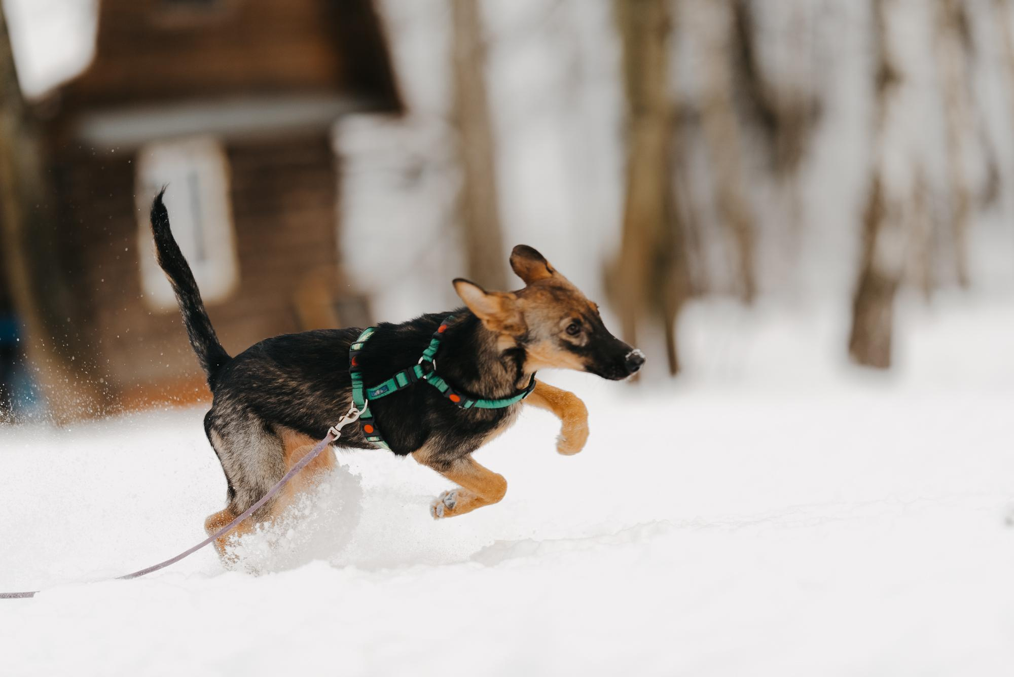 Are they looking for or have found a family. Real moments between people and their dogs