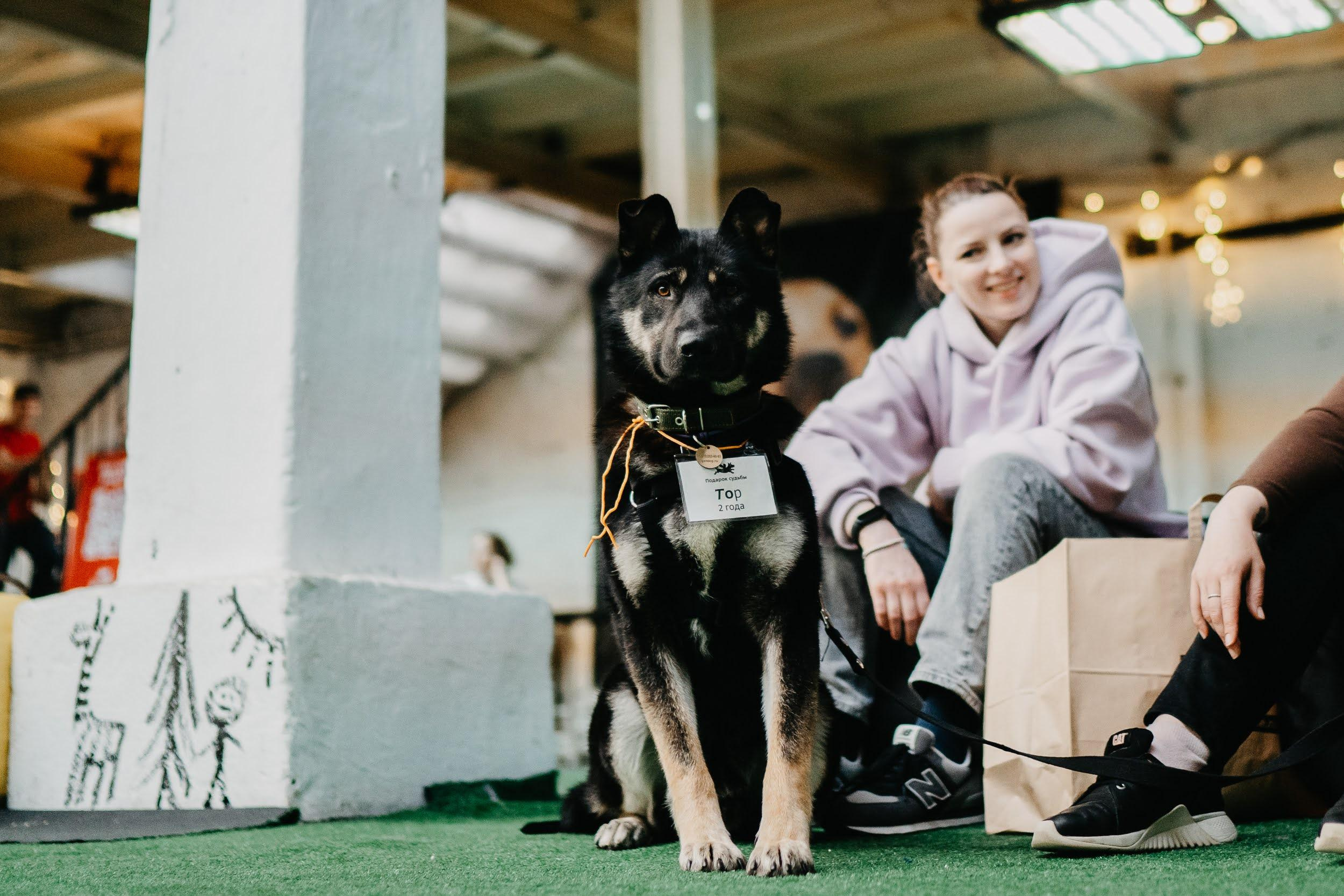 Shelter dogs. Real moments between people and their dogs