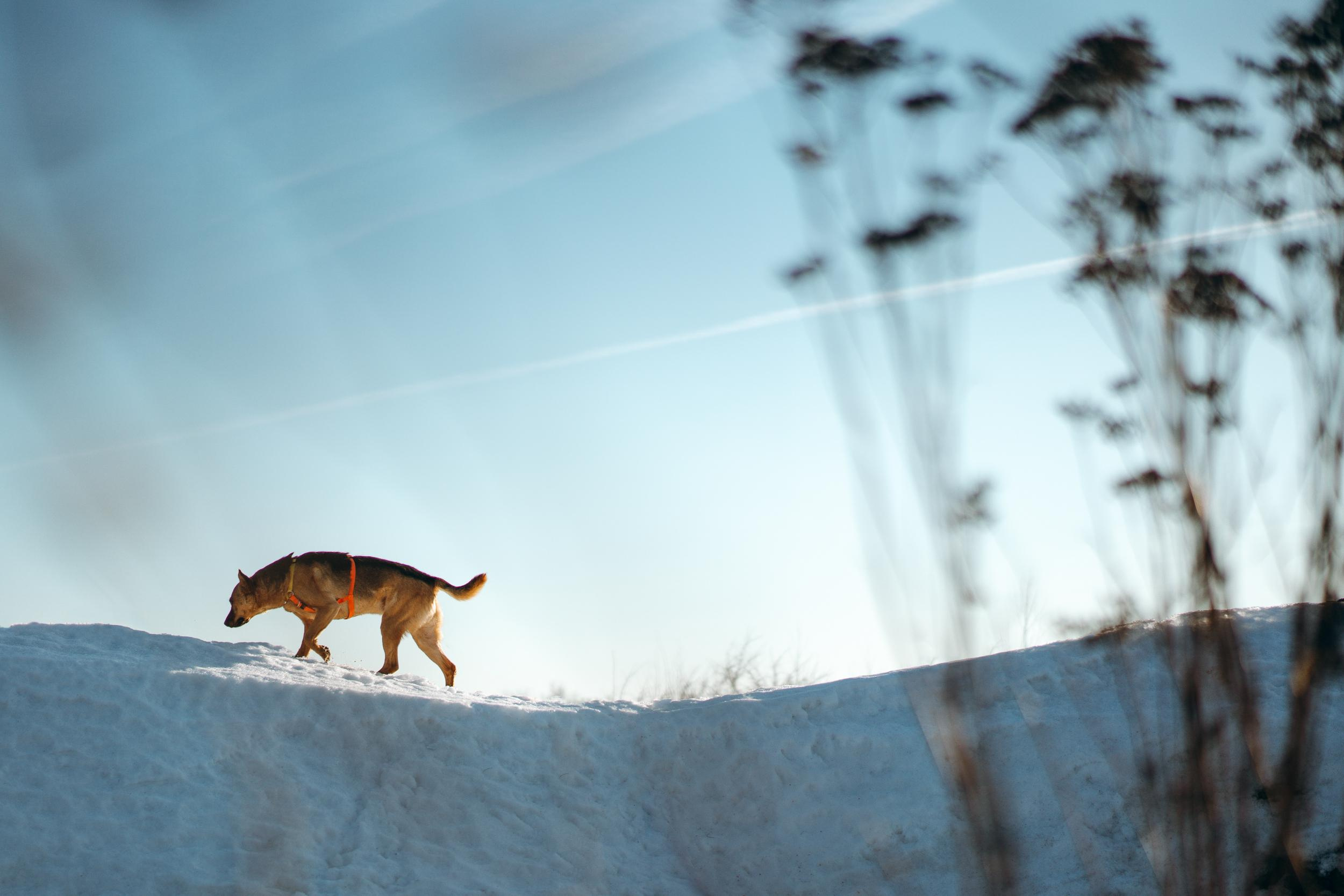 Are they looking for or have found a family. Real moments between people and their dogs