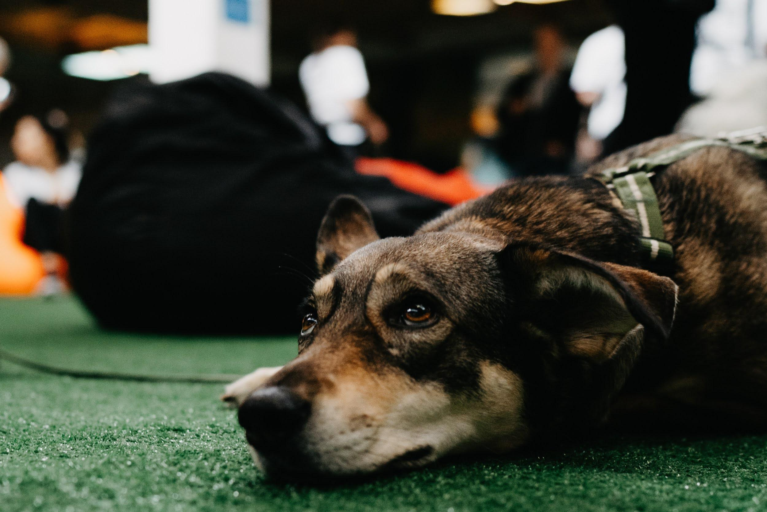 Shelter dogs. Real moments between people and their dogs