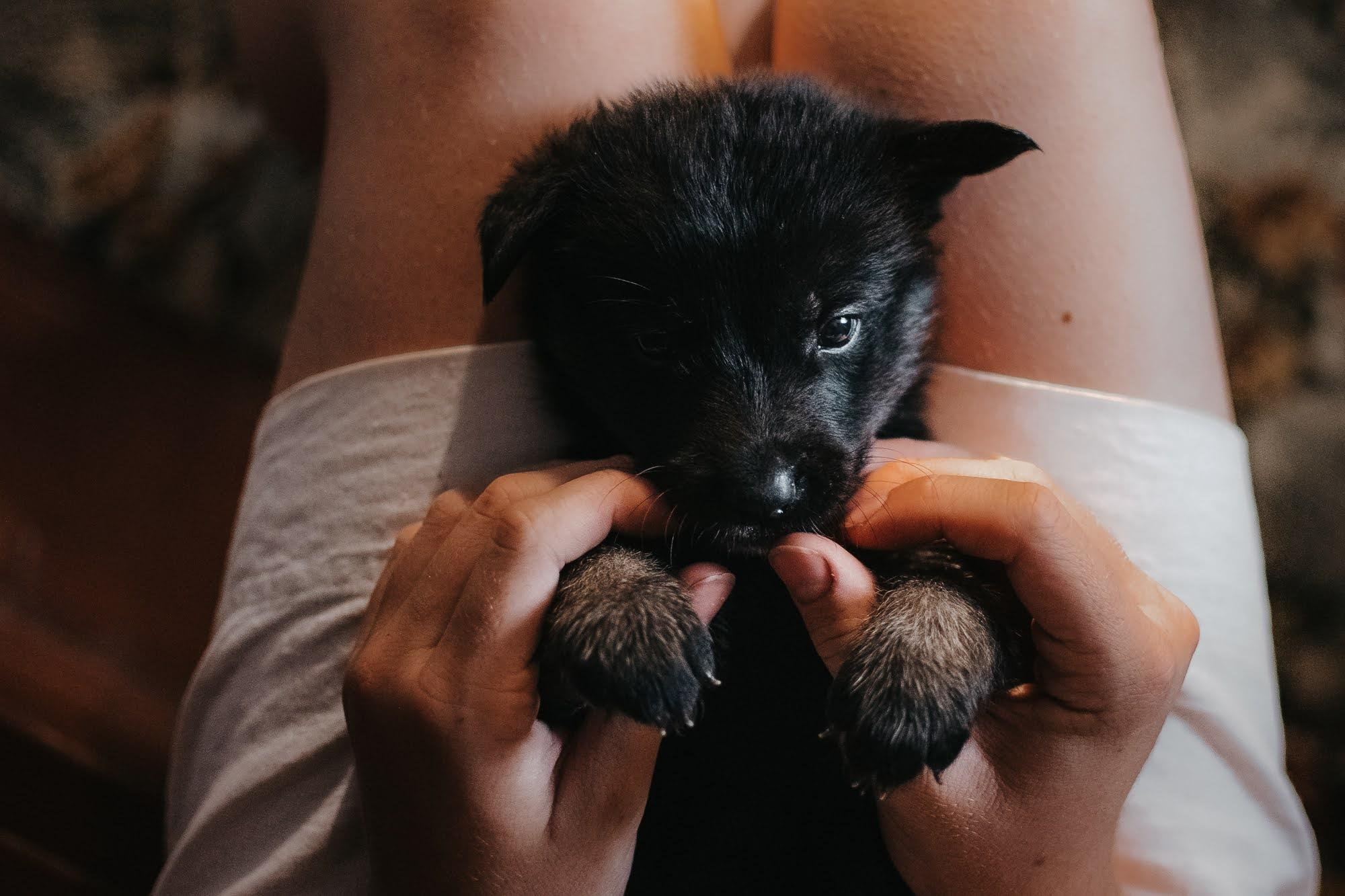 Are they looking for or have found a family. Real moments between people and their dogs