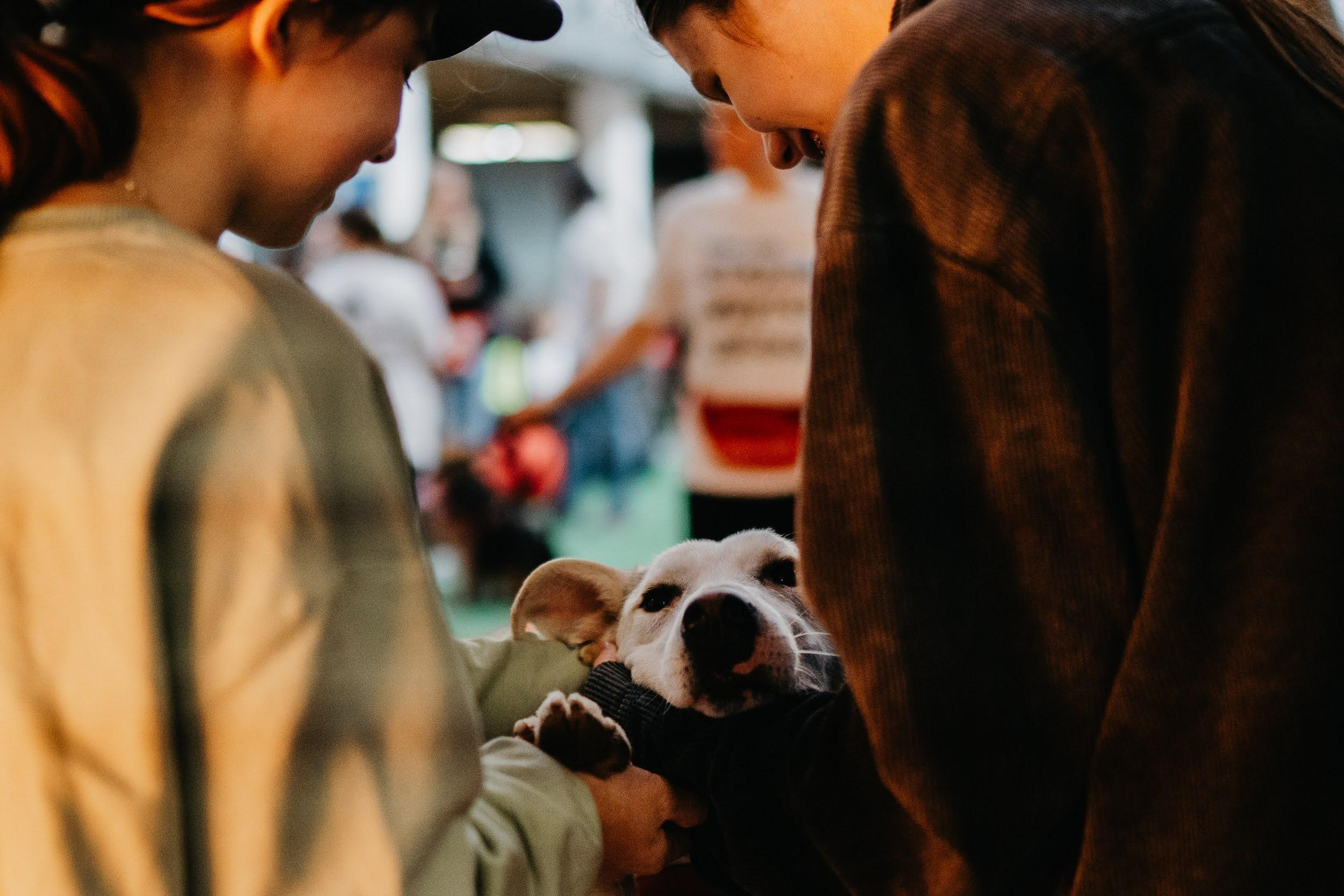Shelter dogs. Real moments between people and their dogs