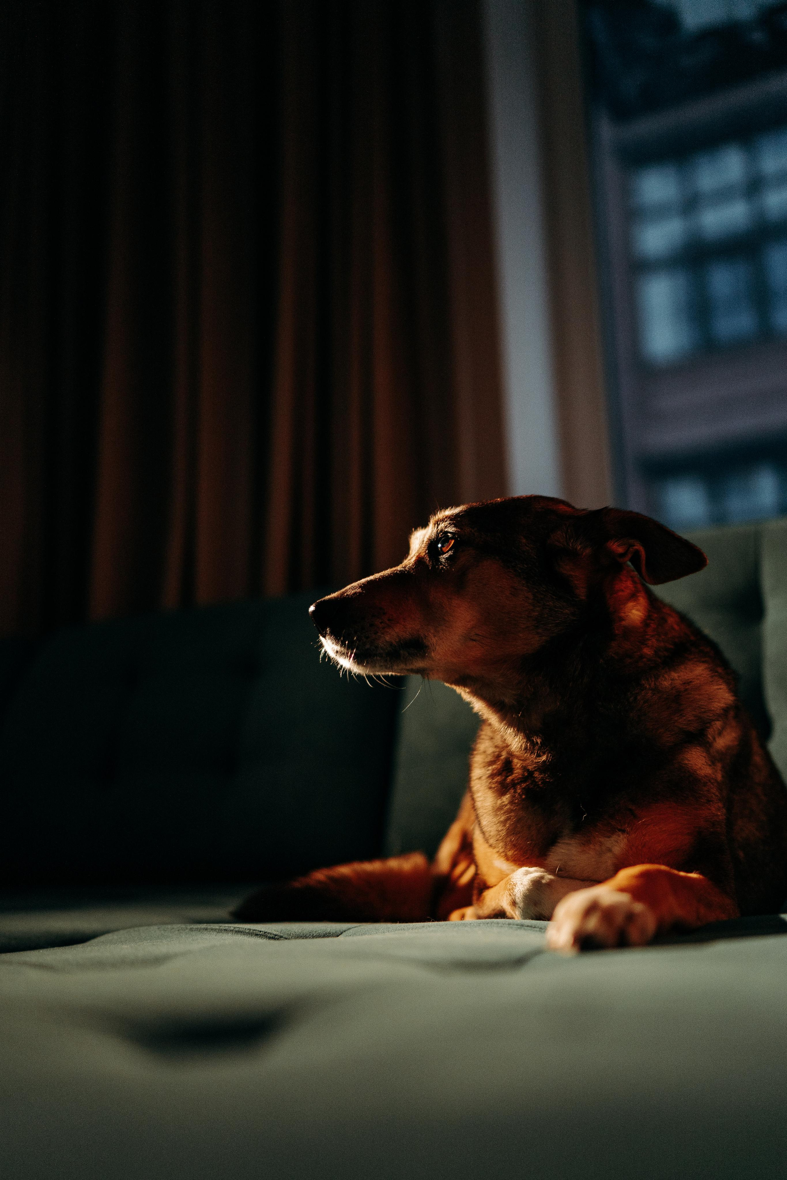 Are they looking for or have found a family. Real moments between people and their dogs