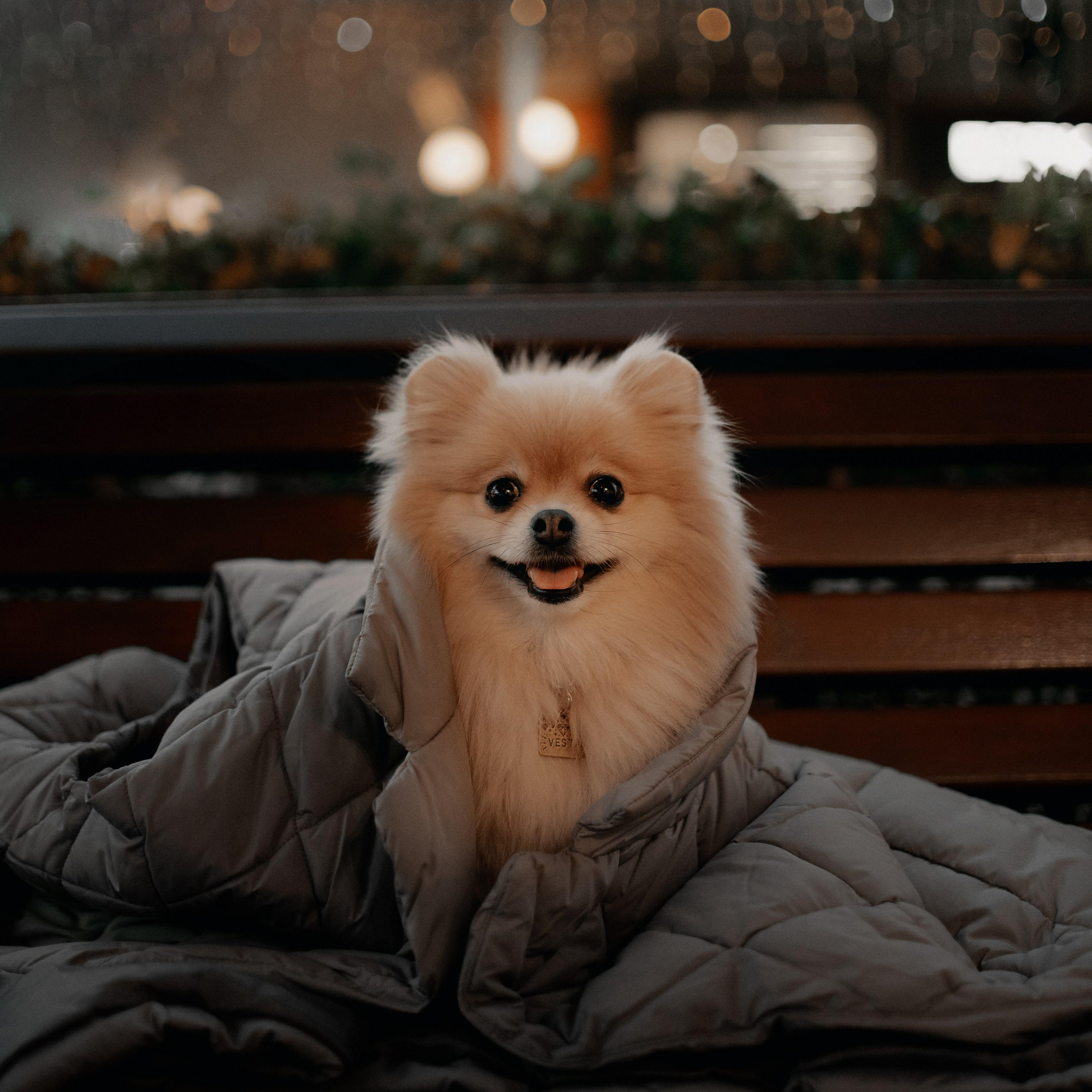 Anastasia and Vesta. Real moments between people and their dogs