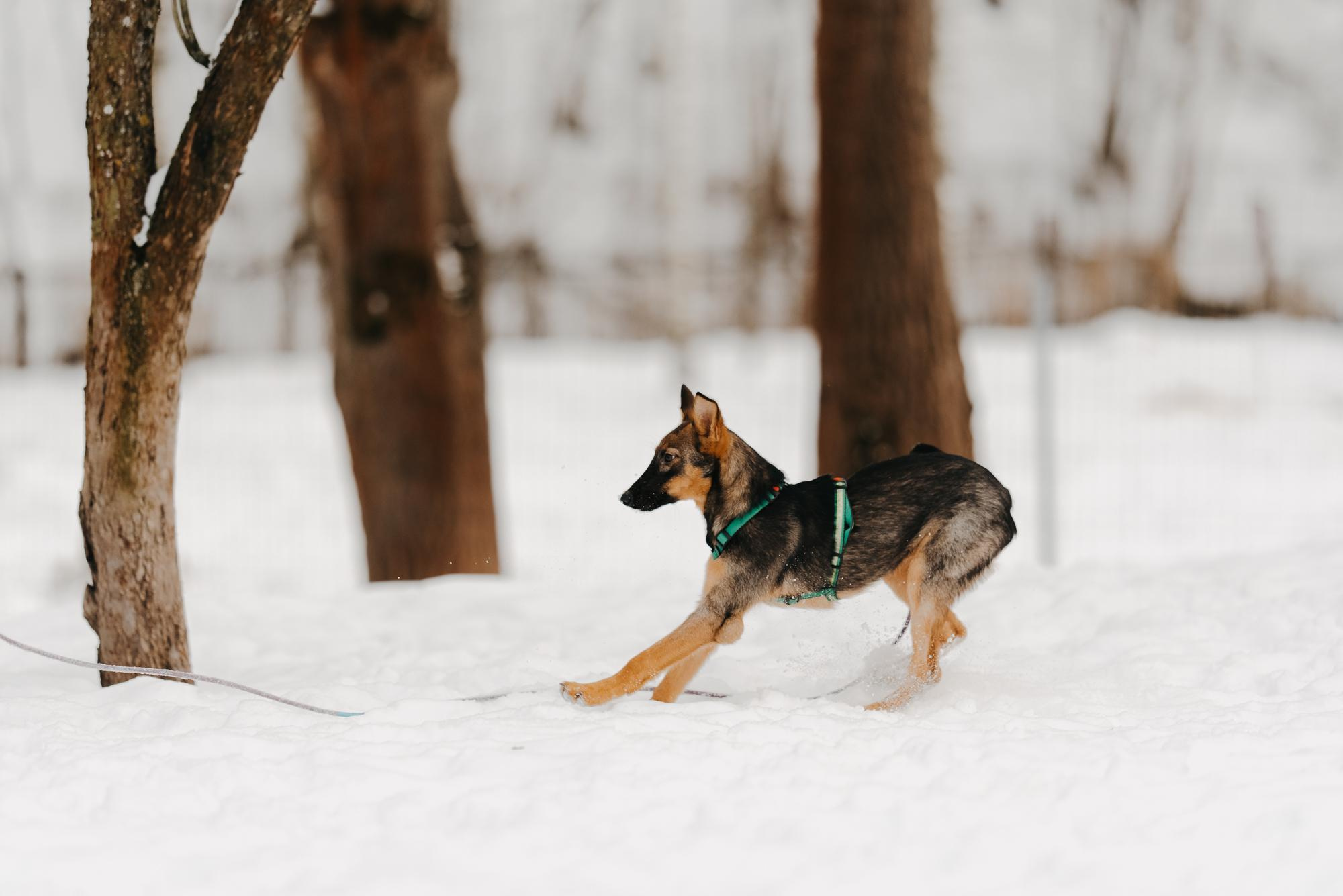 Are they looking for or have found a family. Real moments between people and their dogs