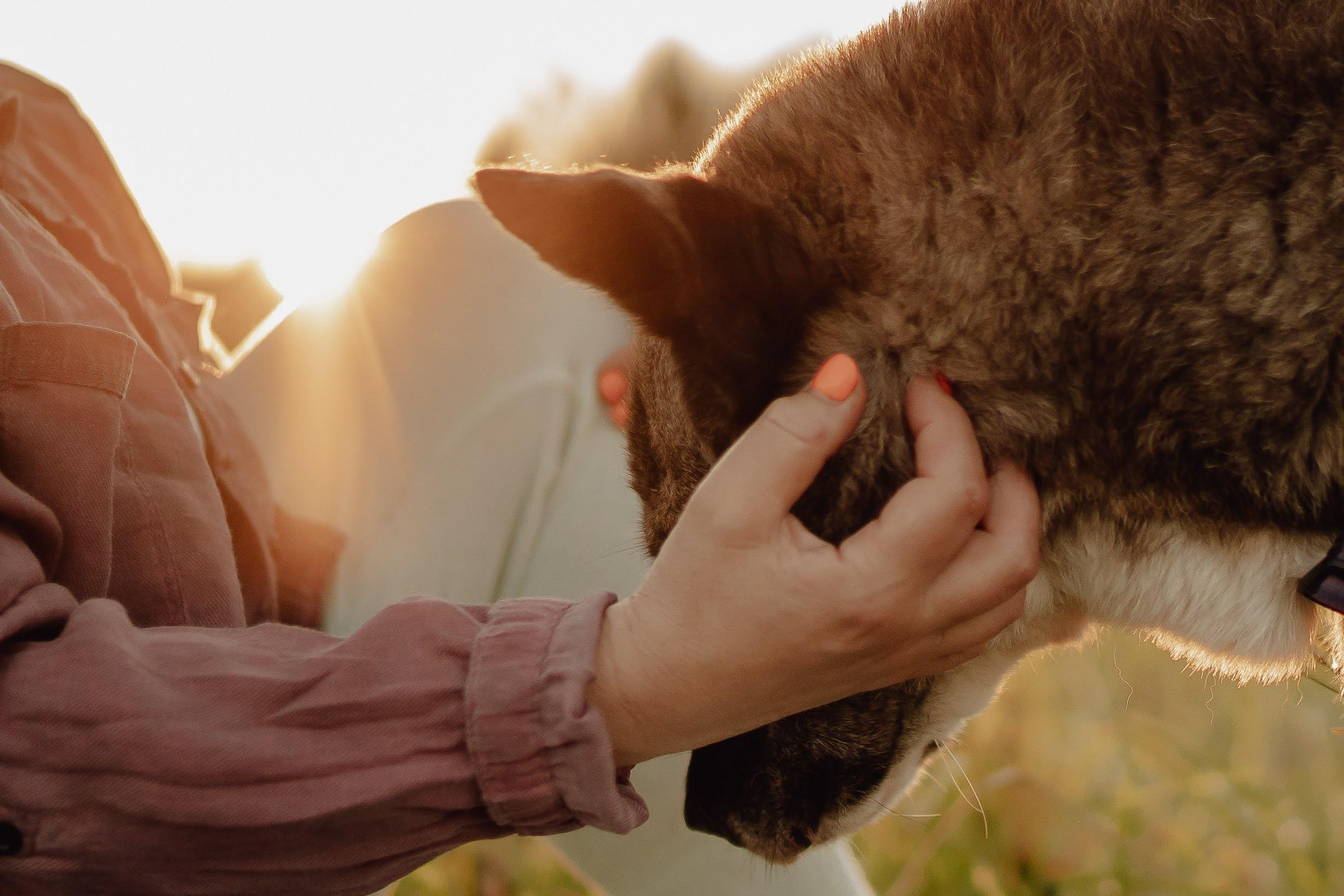 Are they looking for or have found a family. Real moments between people and their dogs