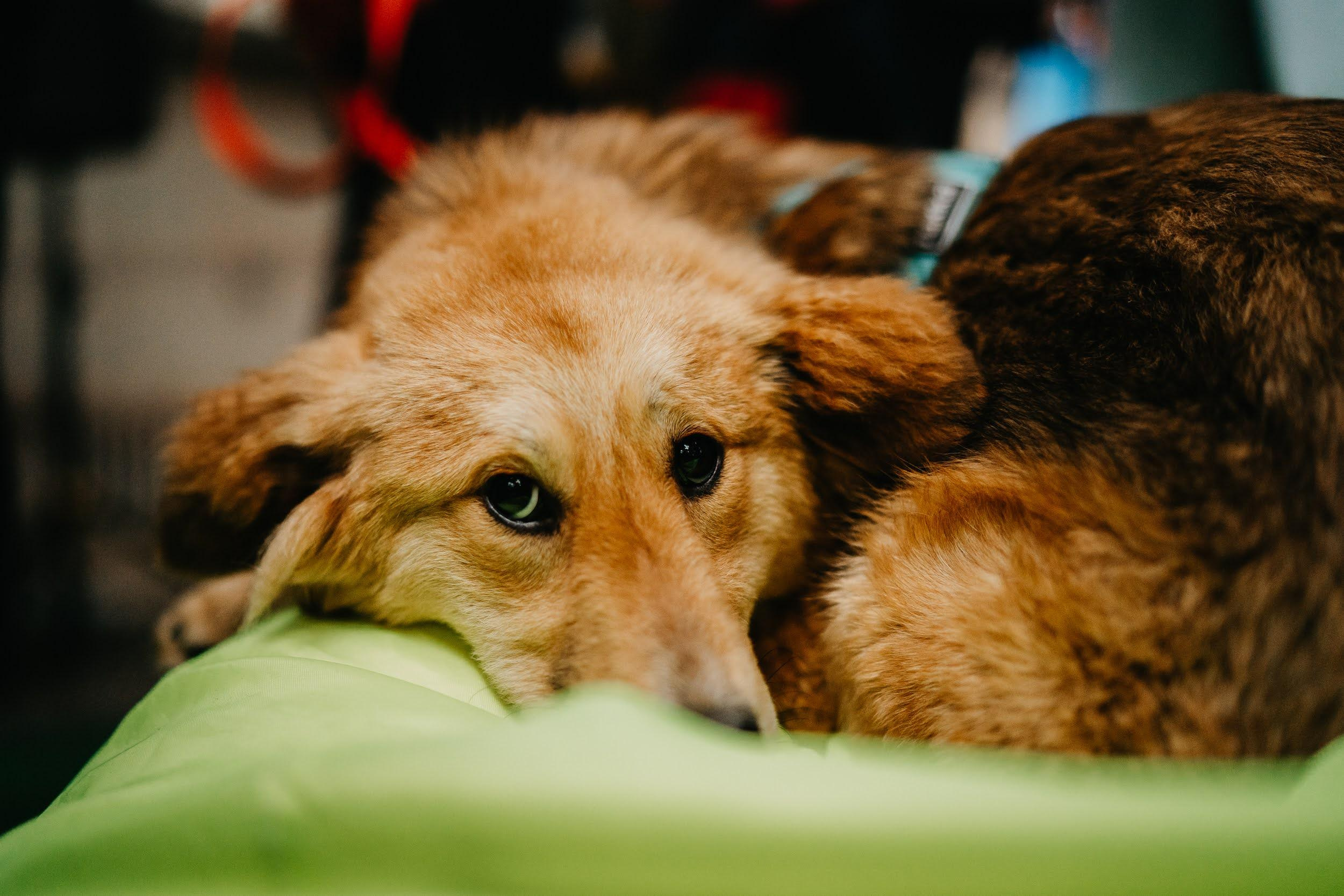 Shelter dogs. Real moments between people and their dogs