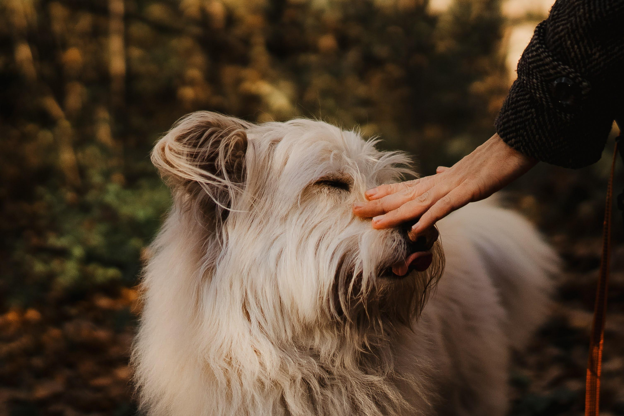Julia and Marta. Real moments between people and their dogs