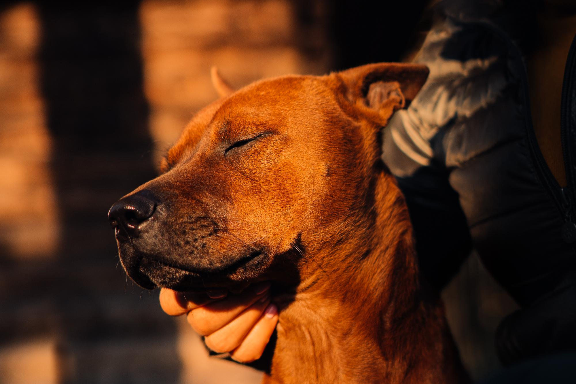 Are they looking for or have found a family. Real moments between people and their dogs