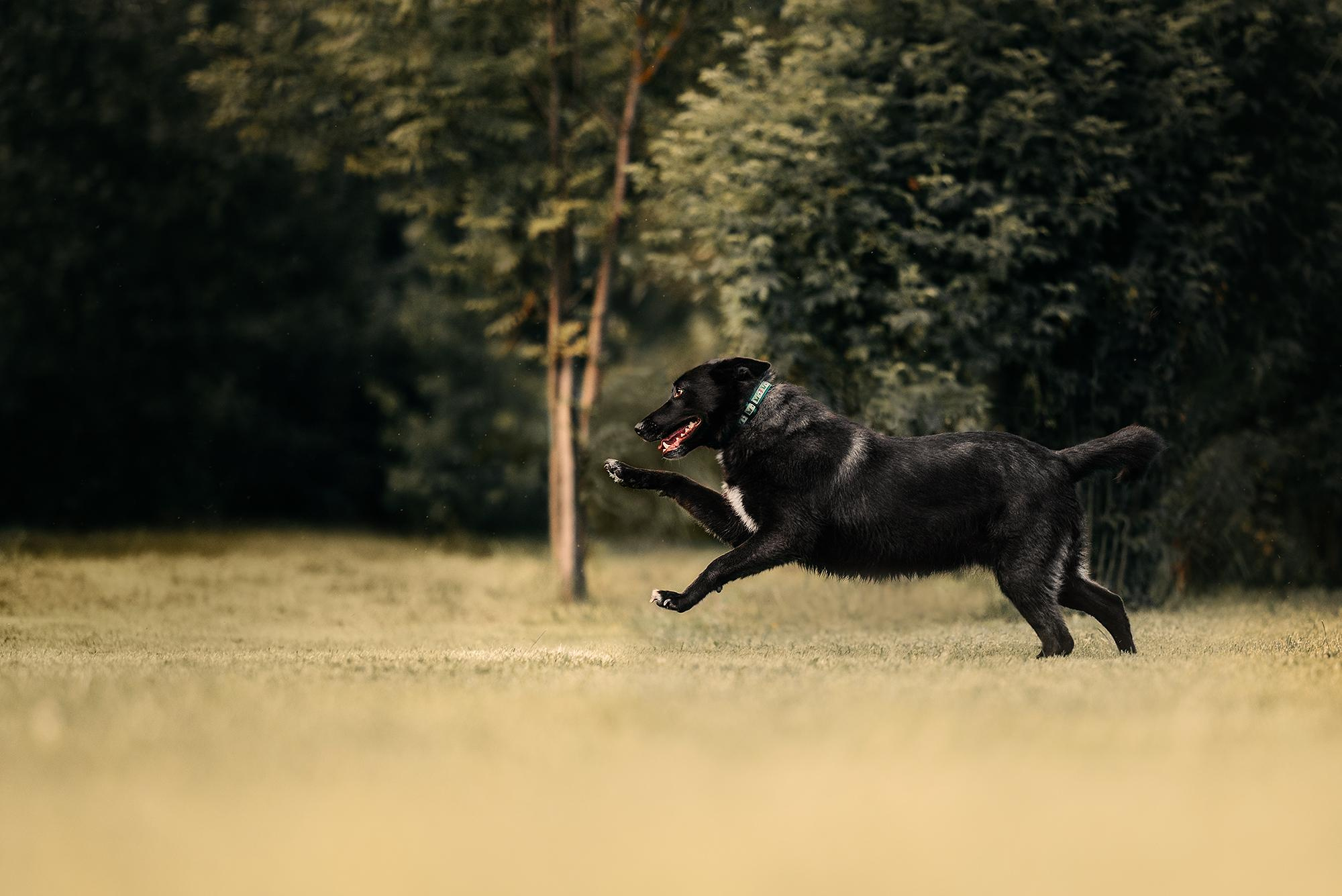 Are they looking for or have found a family. Real moments between people and their dogs