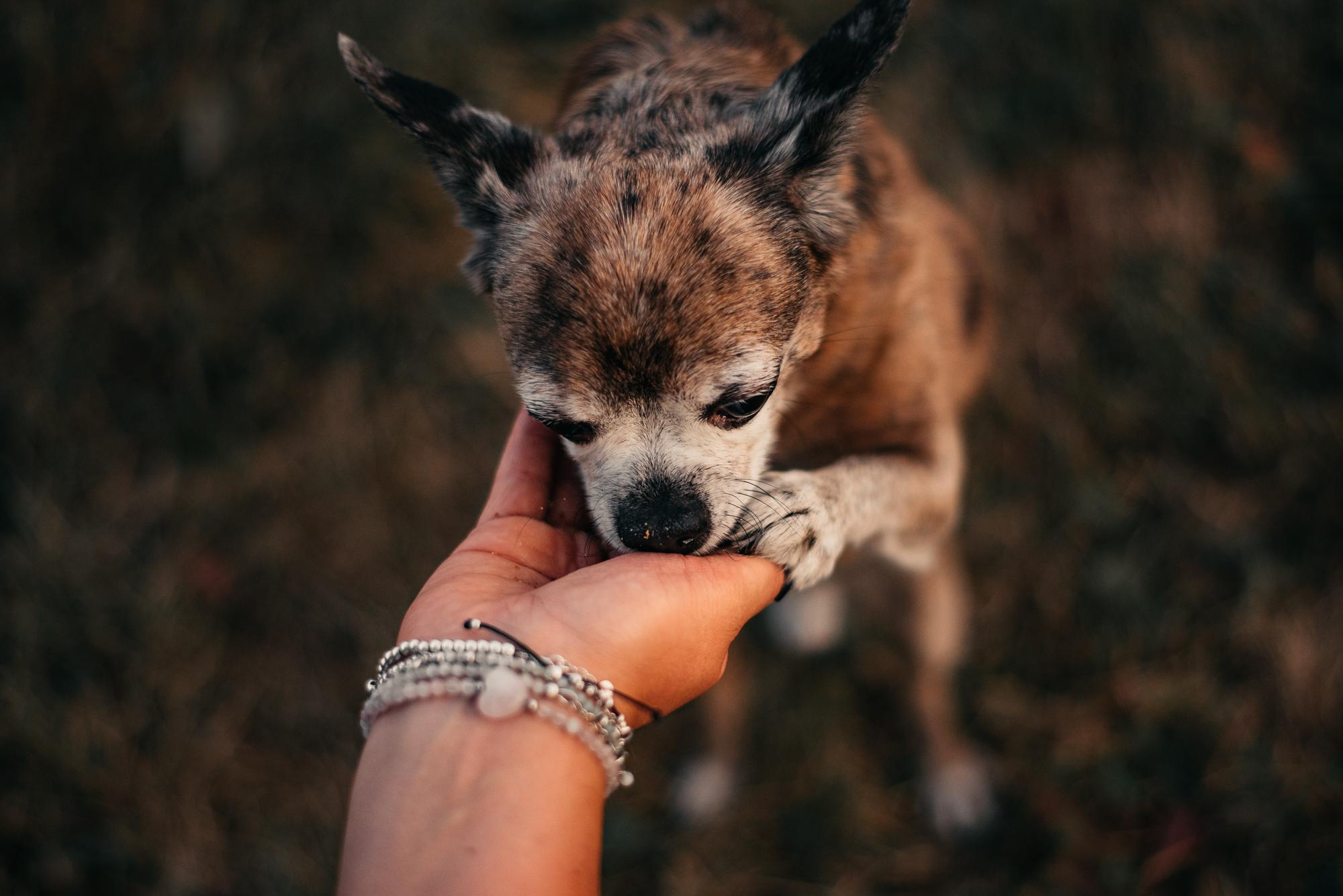 Elena and Vegas. Real moments between people and their dogs