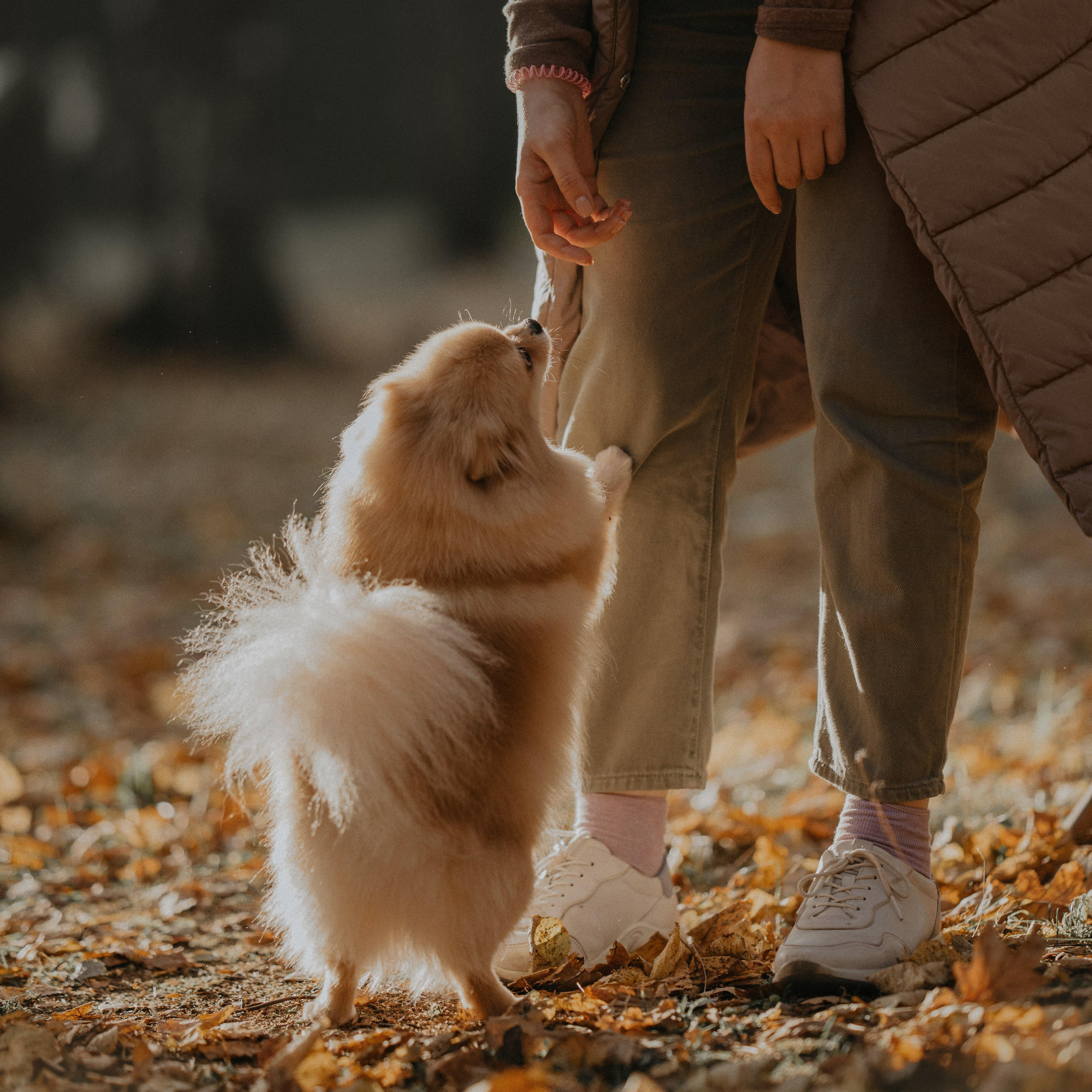 Anastasia and Vesta. Real moments between people and their dogs