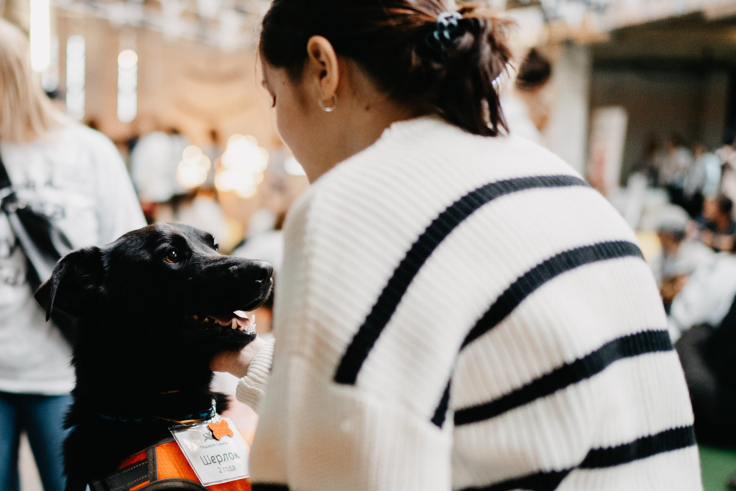 Shelter dogs. Real moments between people and their dogs