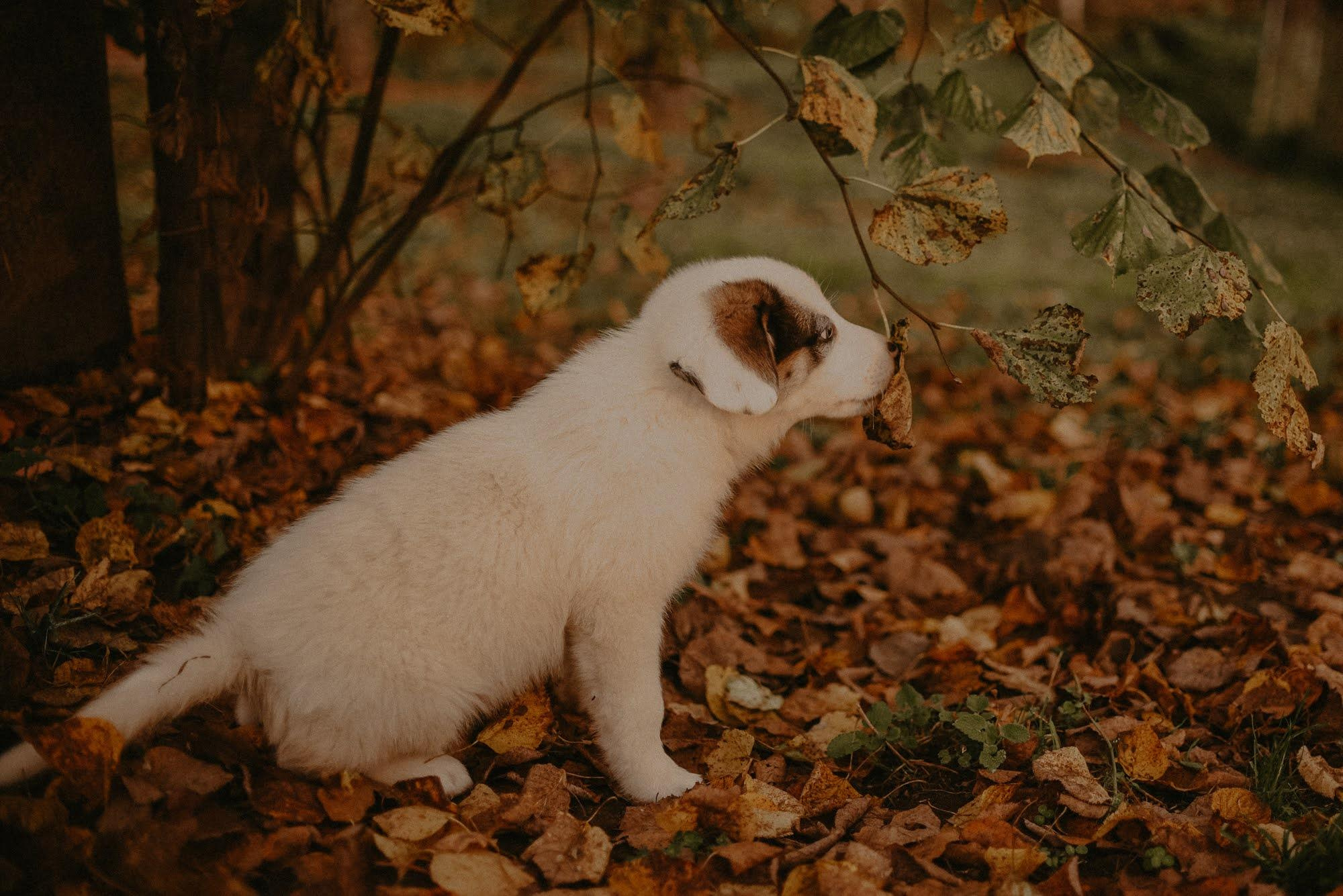 Are they looking for or have found a family. Real moments between people and their dogs