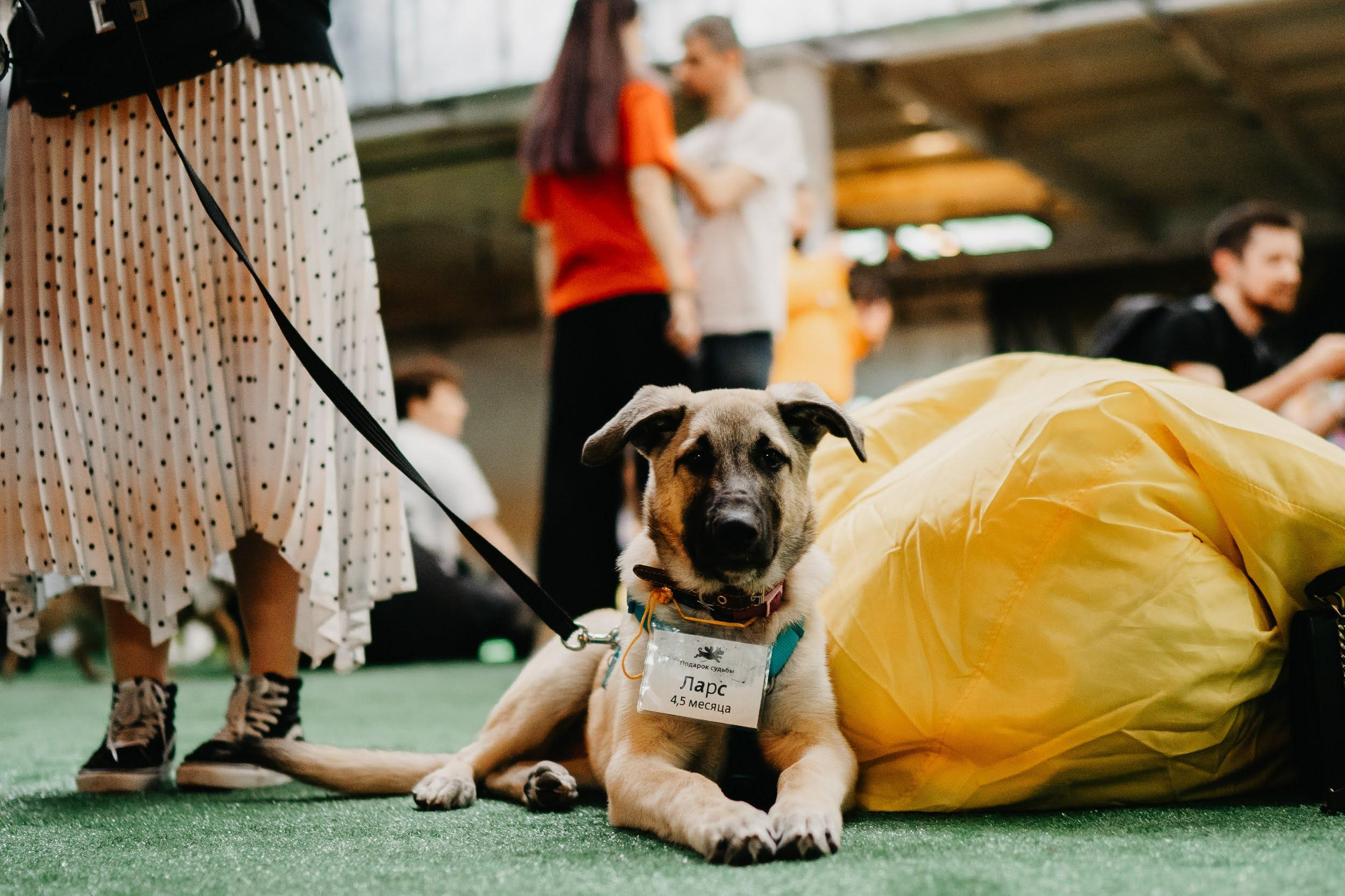 Shelter dogs. Real moments between people and their dogs