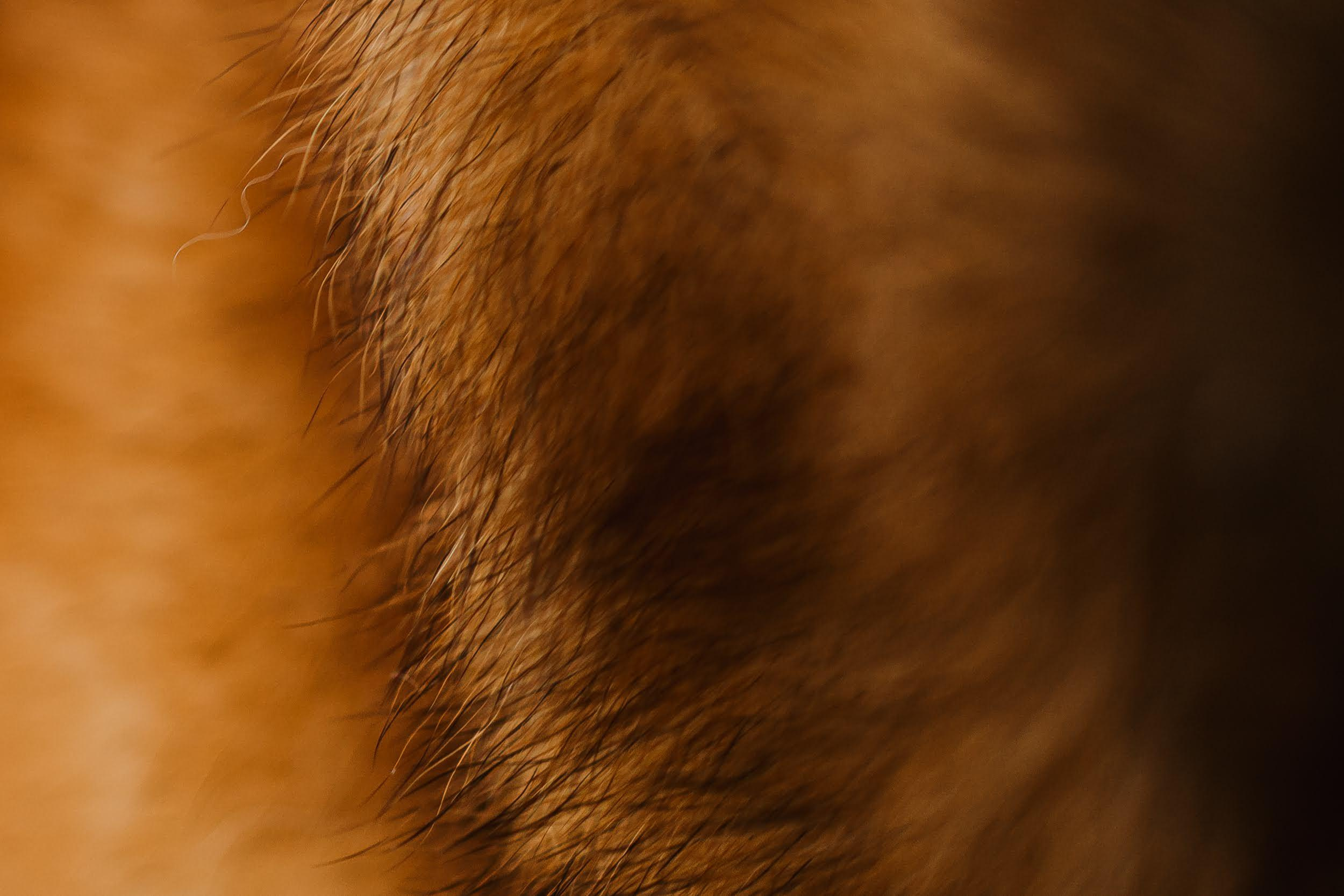 Violet and Hvostik. Real moments between people and their dogs