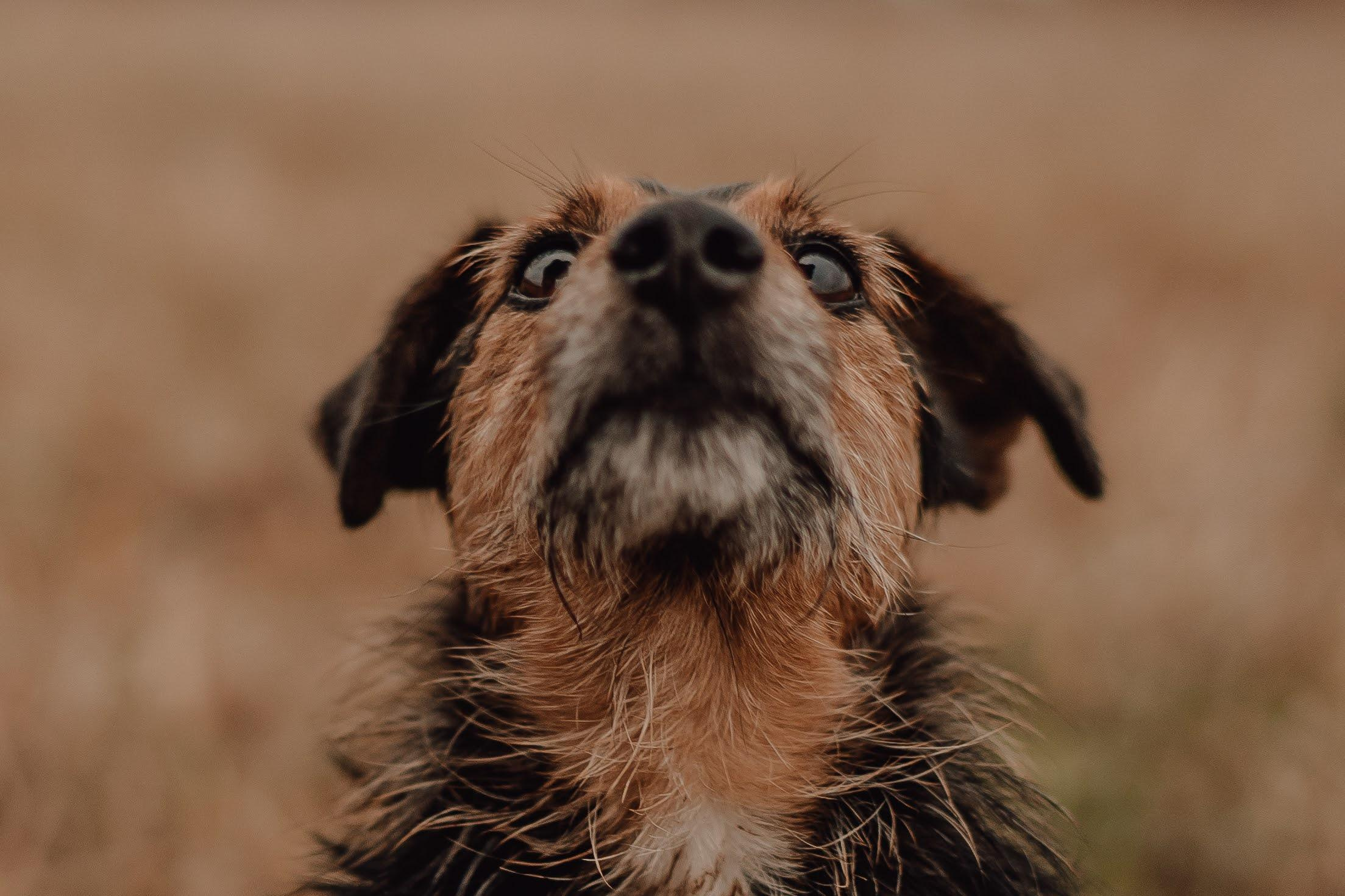 Are they looking for or have found a family. Real moments between people and their dogs