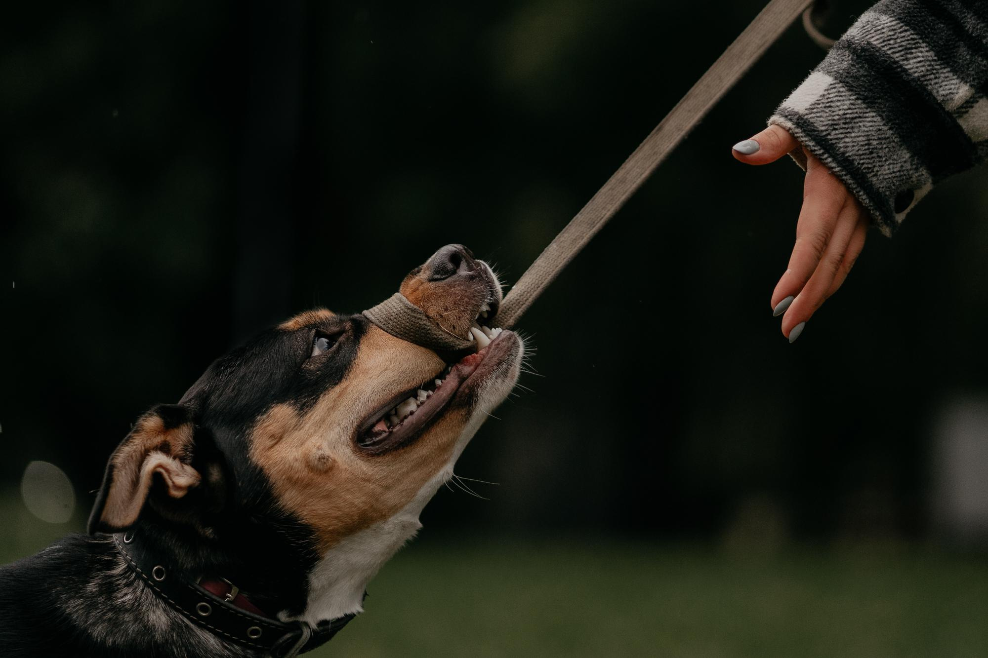 Elena and Molli. Real moments between people and their dogs