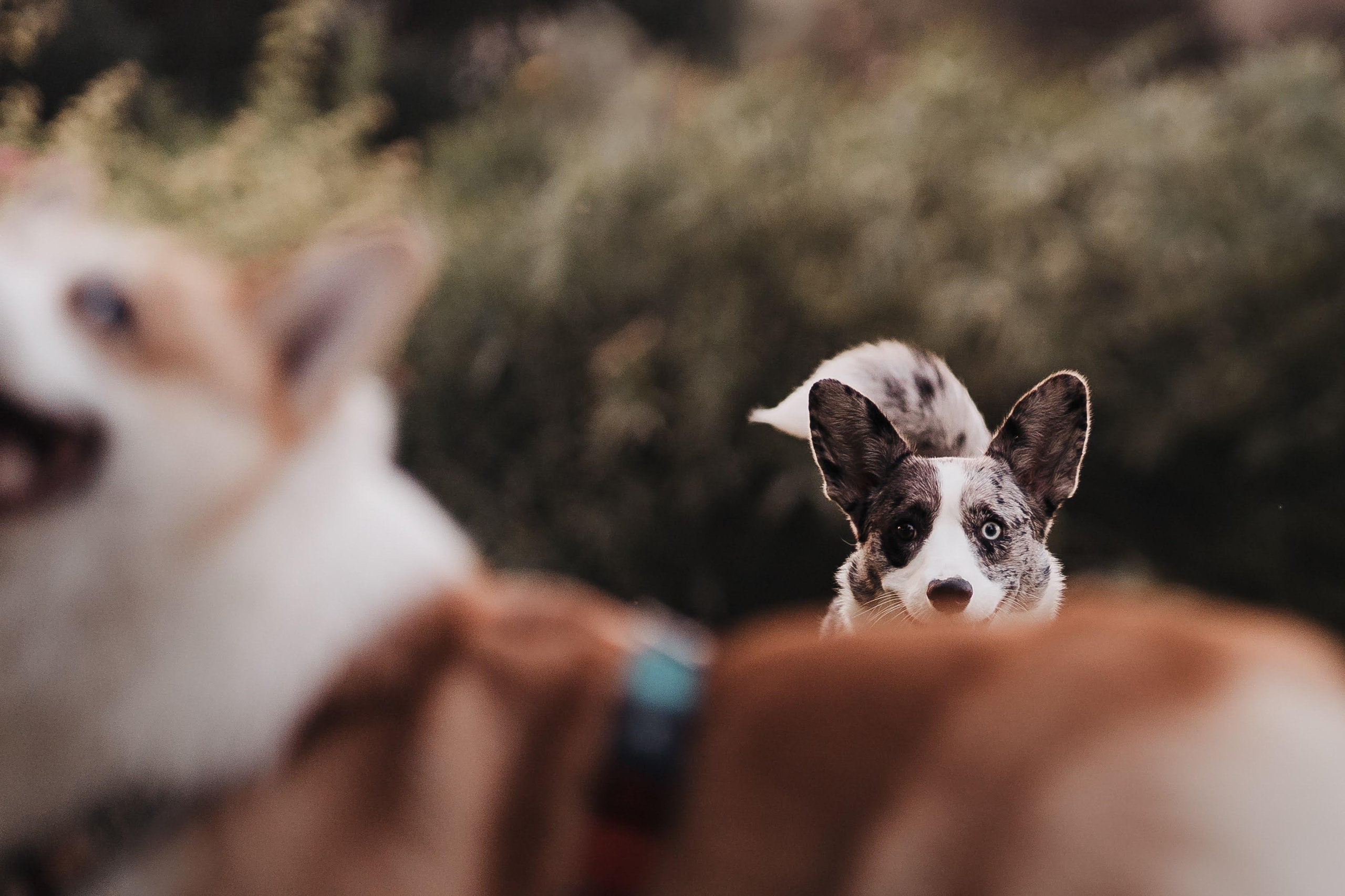 Family photo shoot. Real moments between people and their dogs