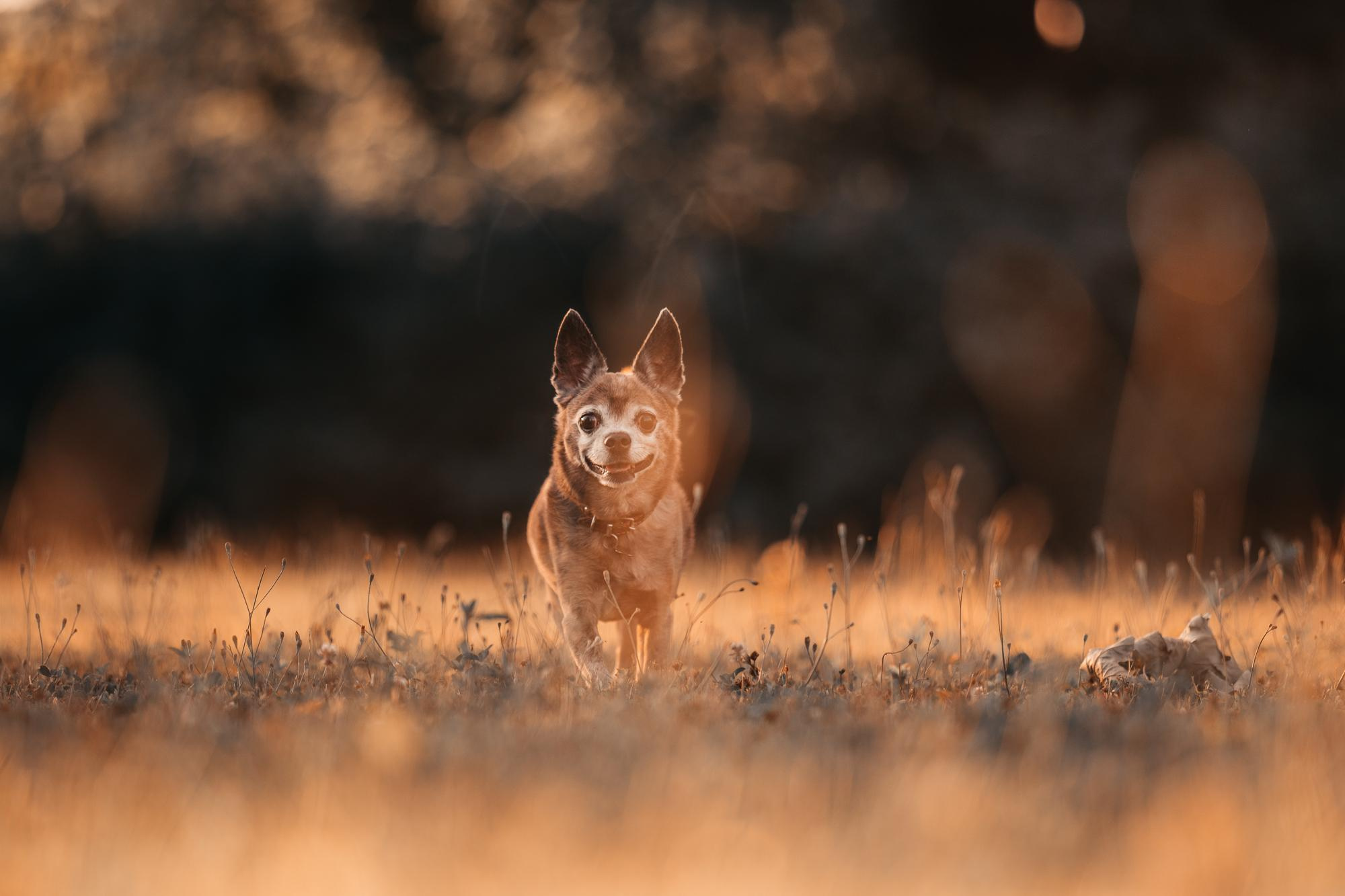 Elena and Vegas. Real moments between people and their dogs