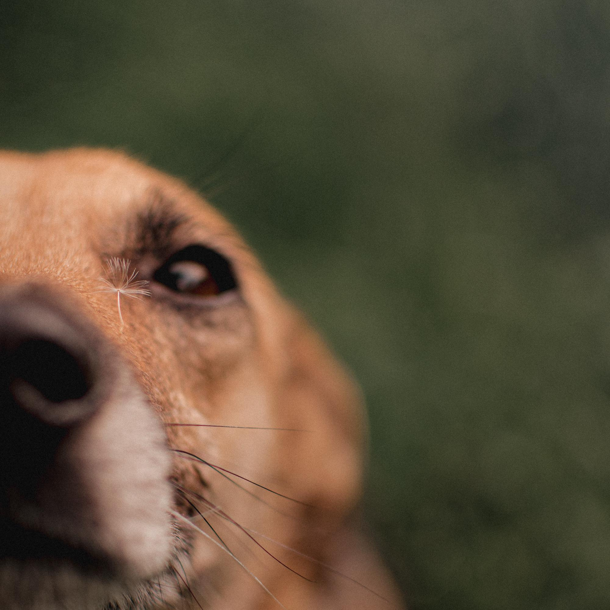 Are they looking for or have found a family. Real moments between people and their dogs