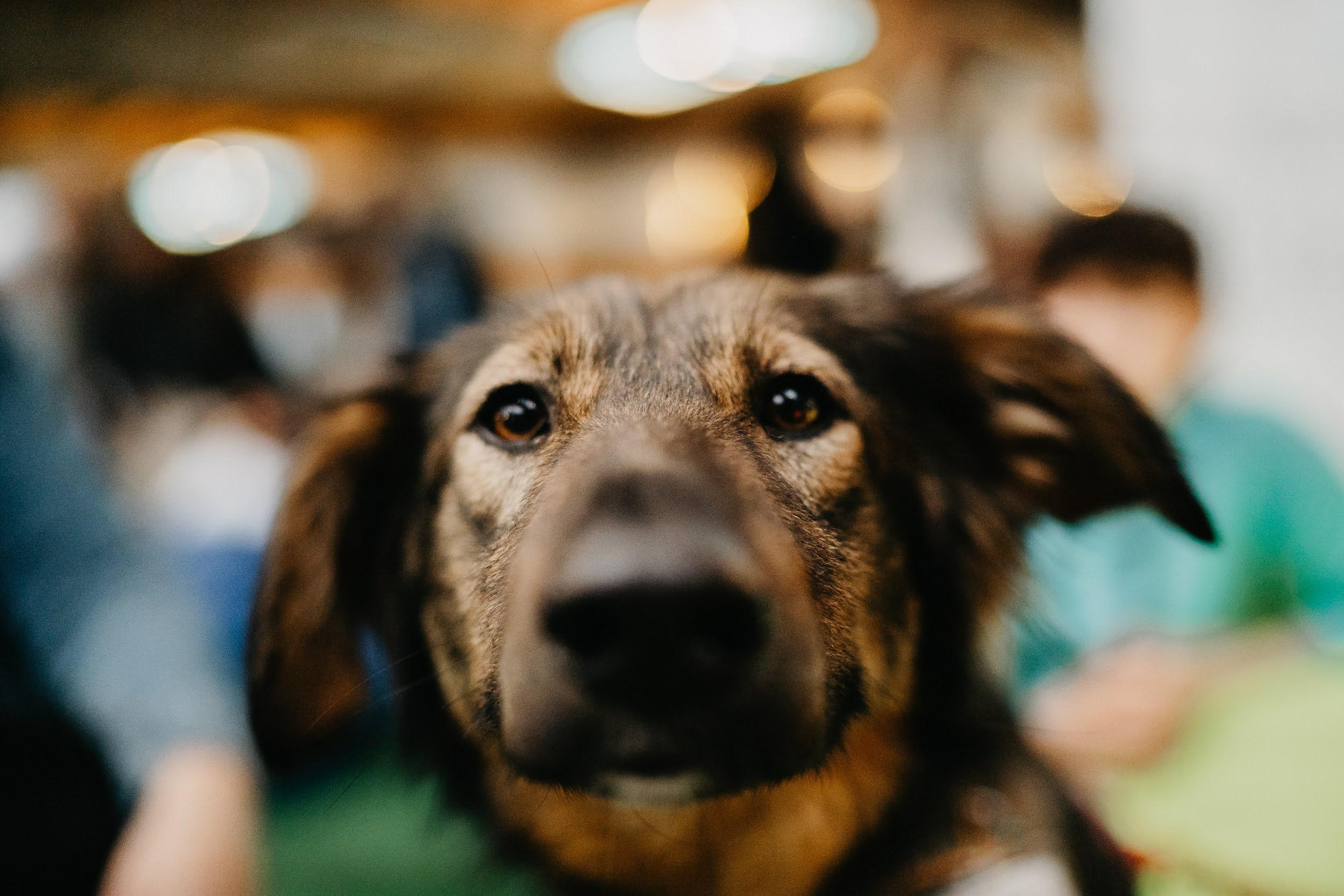 Shelter dogs. Real moments between people and their dogs