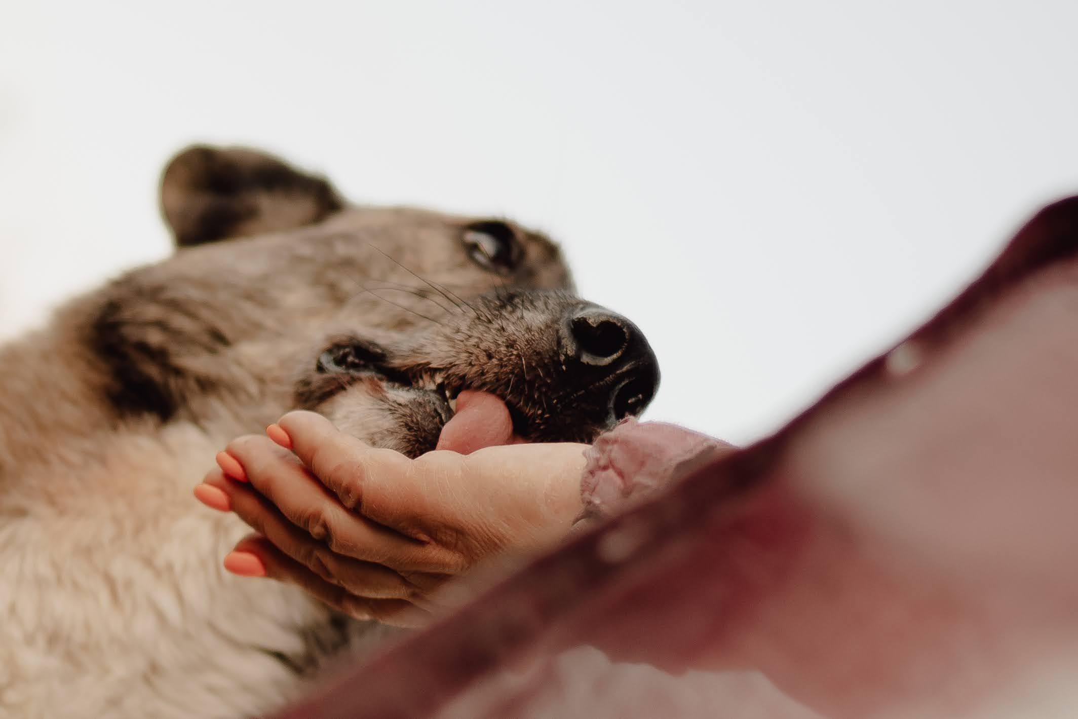 Are they looking for or have found a family. Real moments between people and their dogs