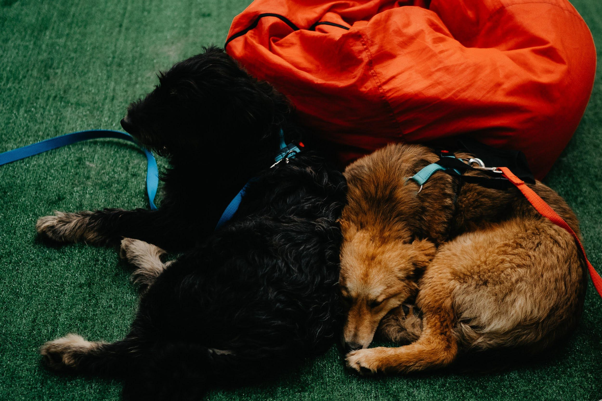 Shelter dogs. Real moments between people and their dogs