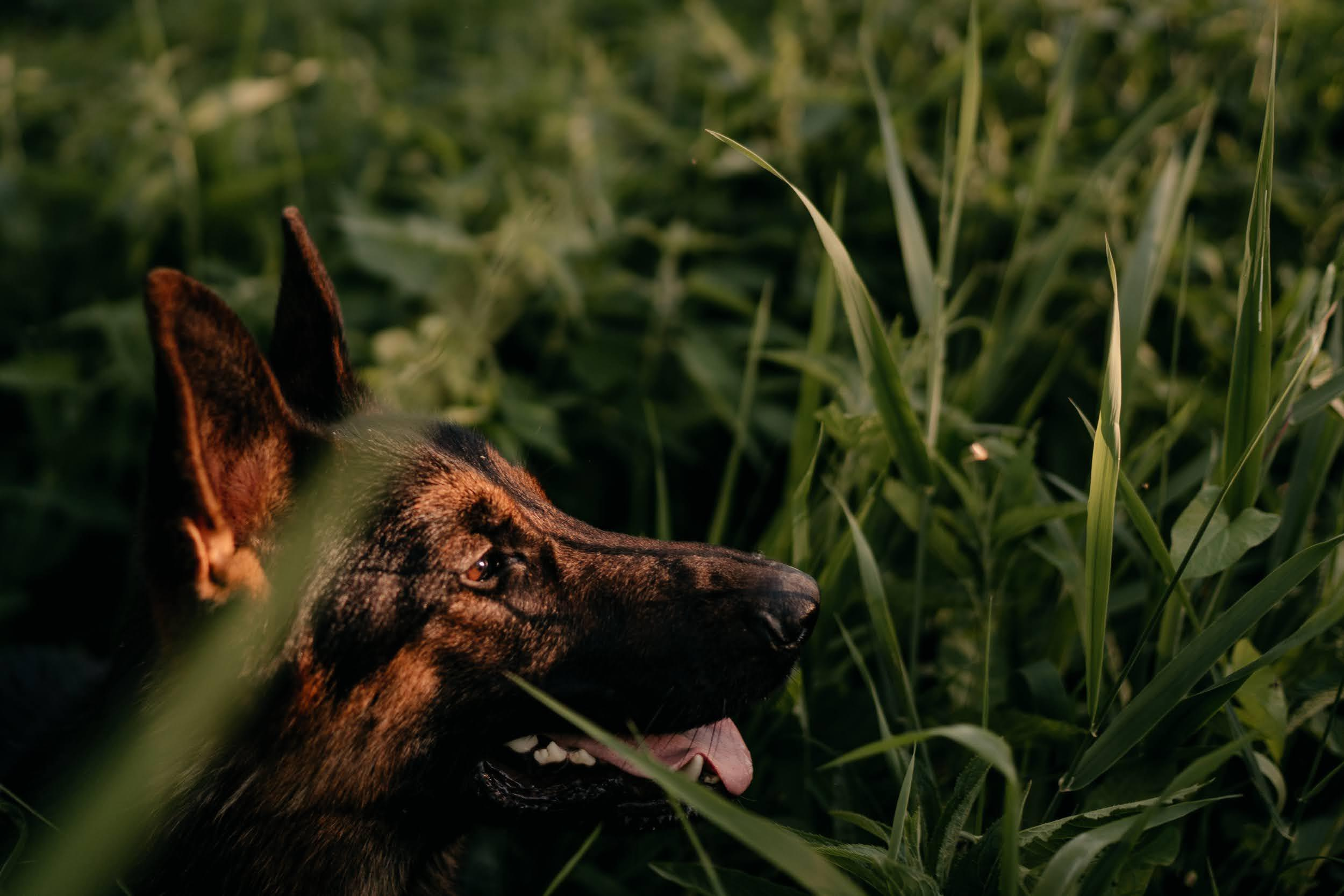 Are they looking for or have found a family. Real moments between people and their dogs