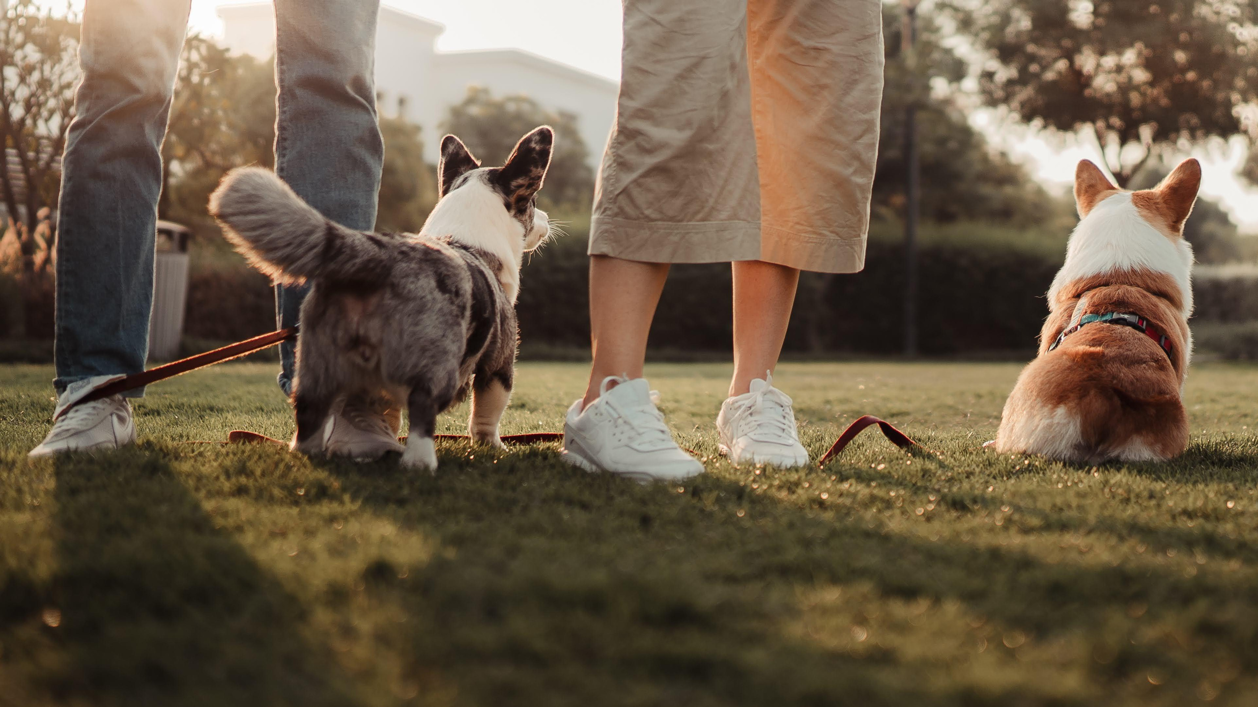 Family photo shoot. Real moments between people and their dogs