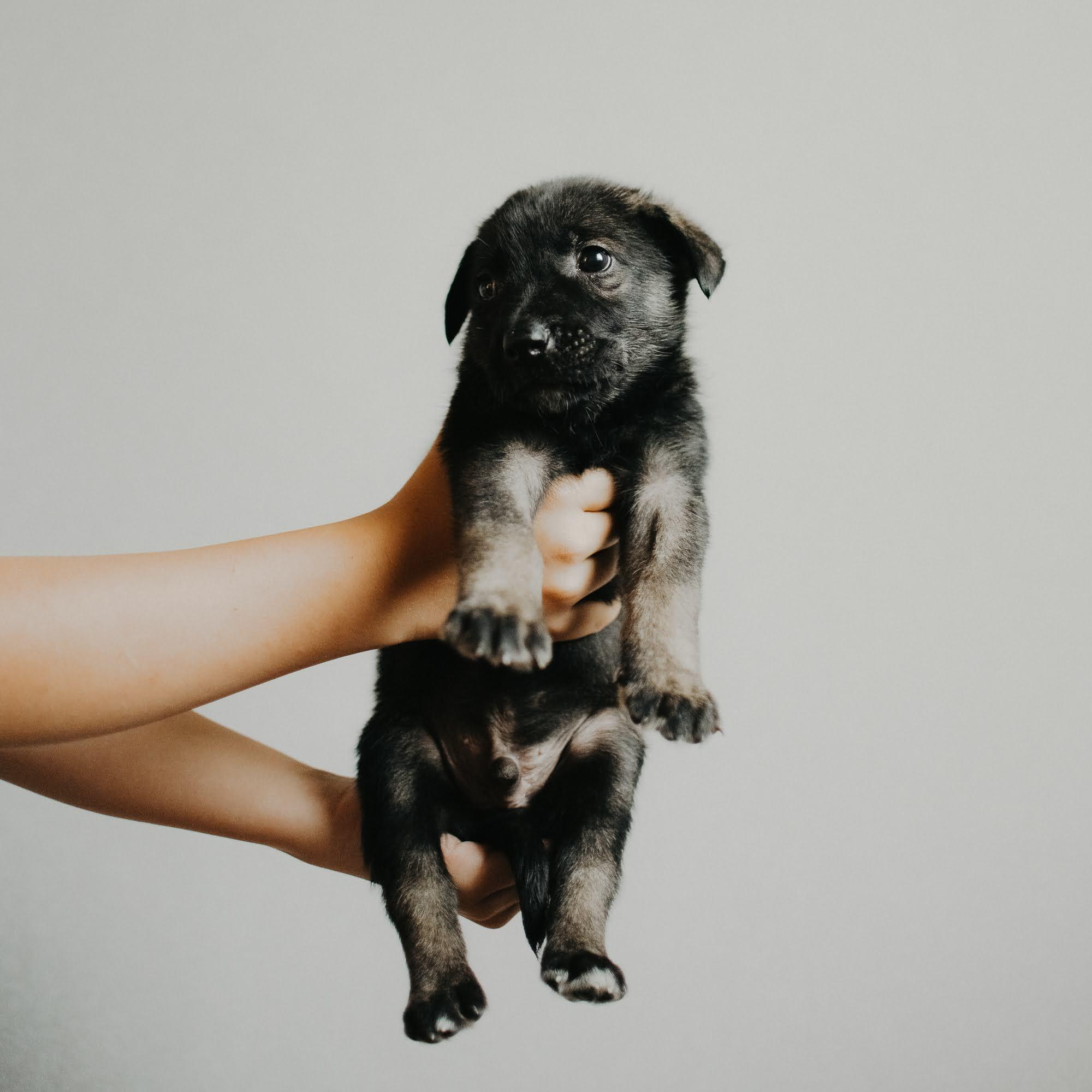 Are they looking for or have found a family. Real moments between people and their dogs