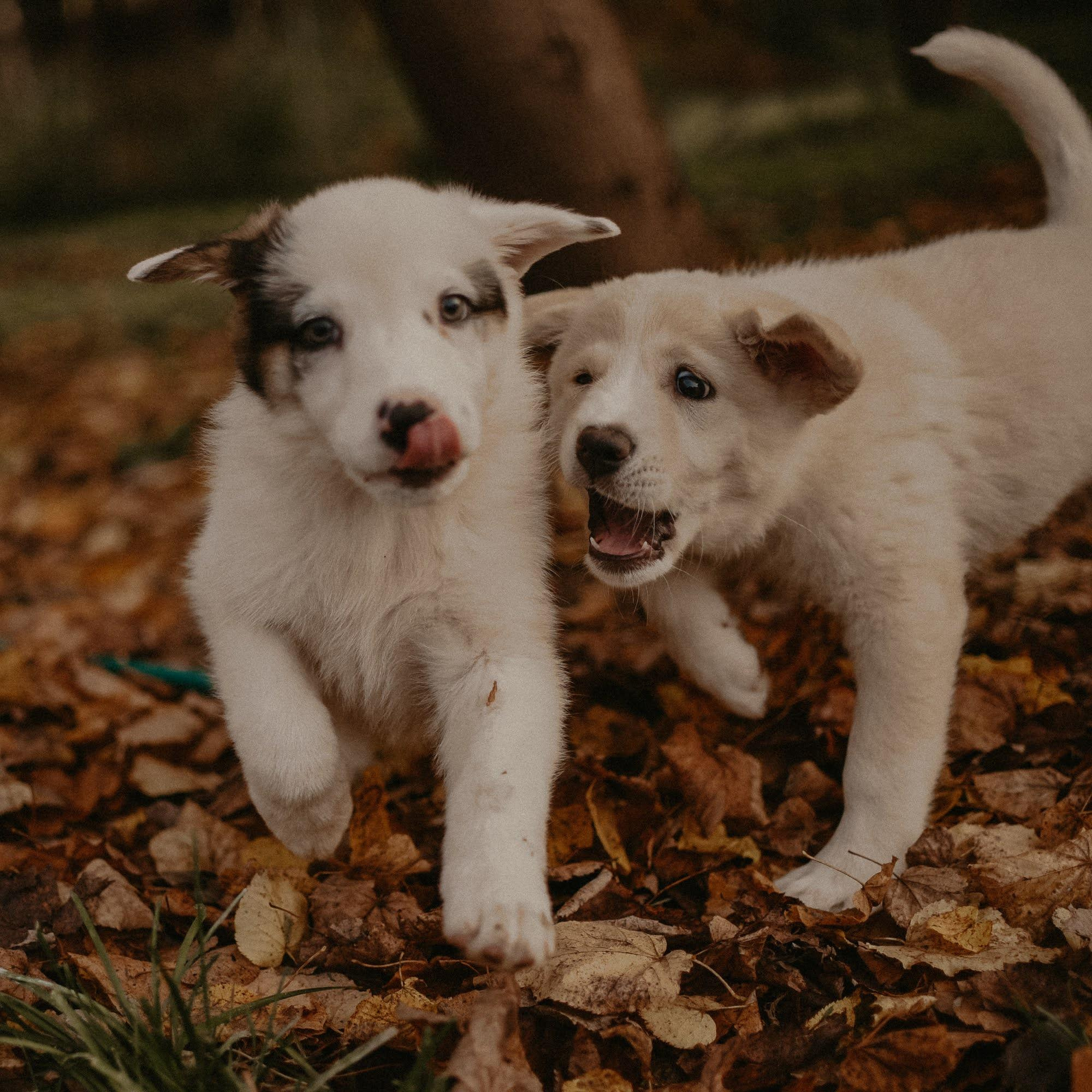 Are they looking for or have found a family. Real moments between people and their dogs
