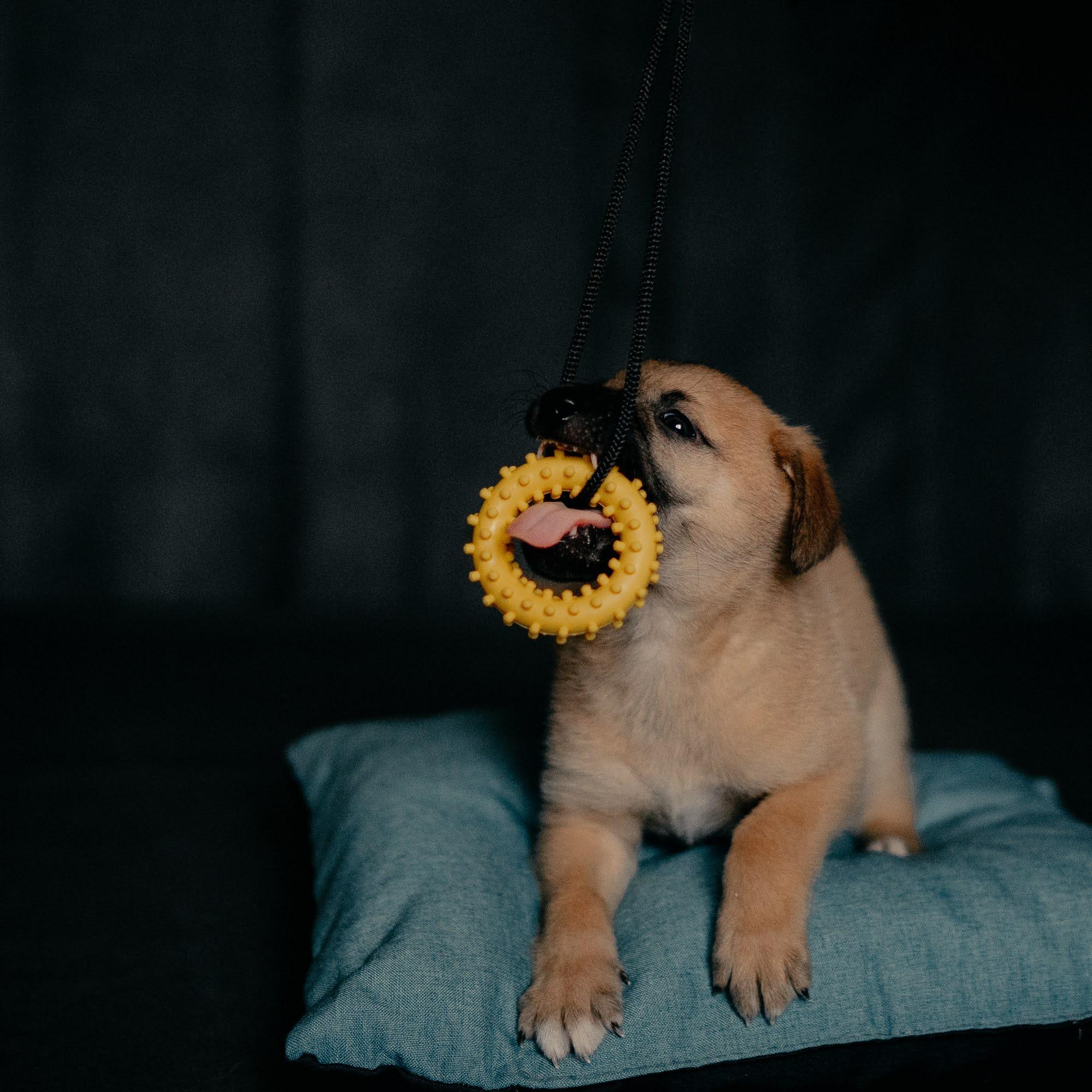 Are they looking for or have found a family. Real moments between people and their dogs