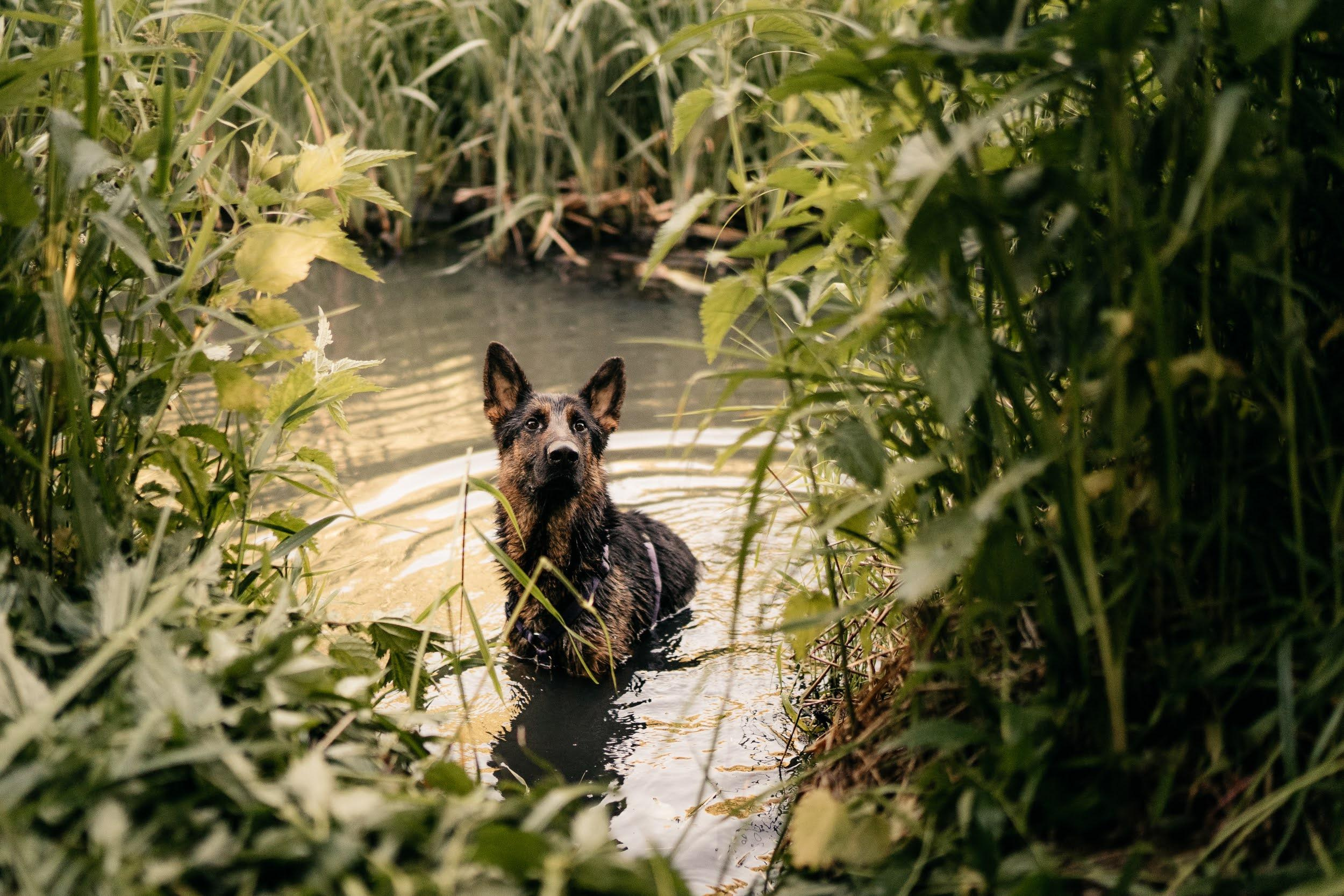 Are they looking for or have found a family. Real moments between people and their dogs