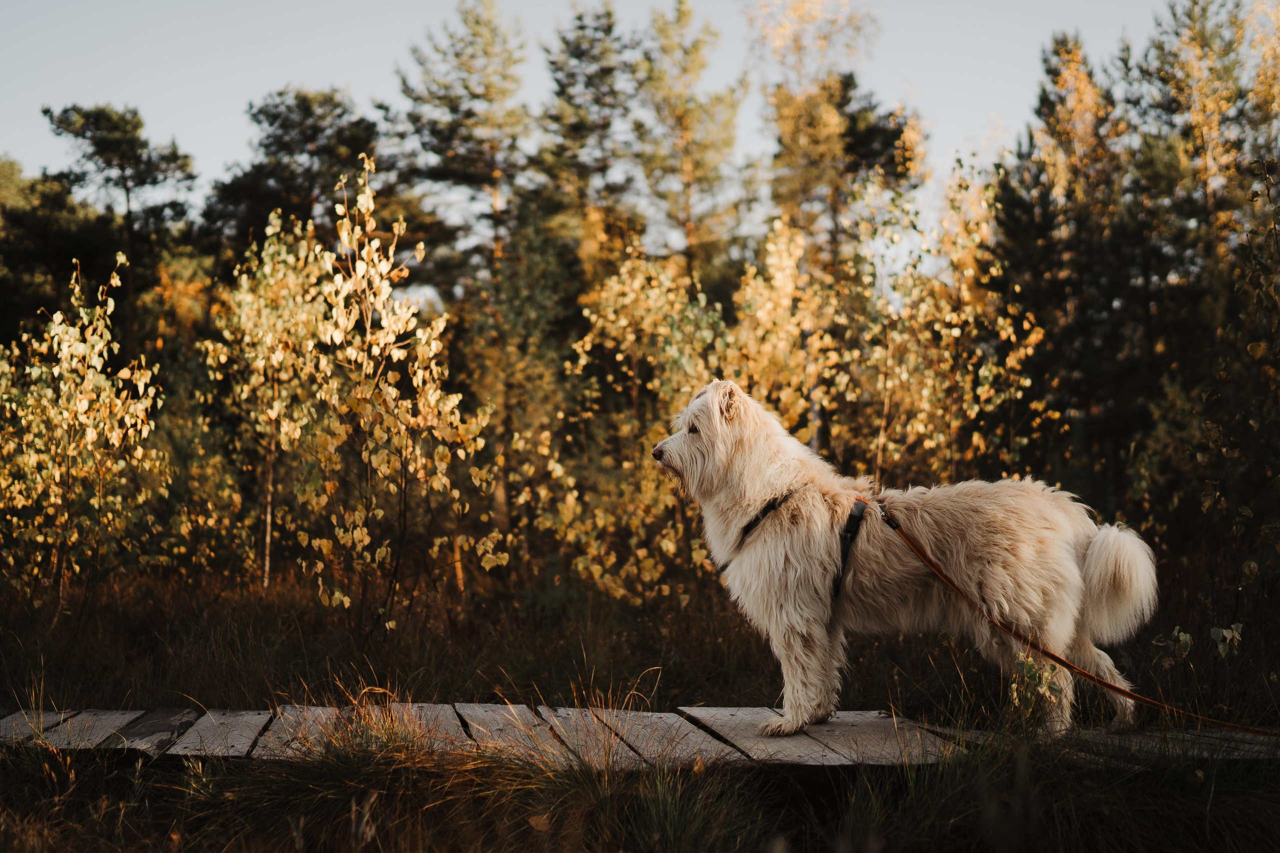 Julia and Marta. Real moments between people and their dogs