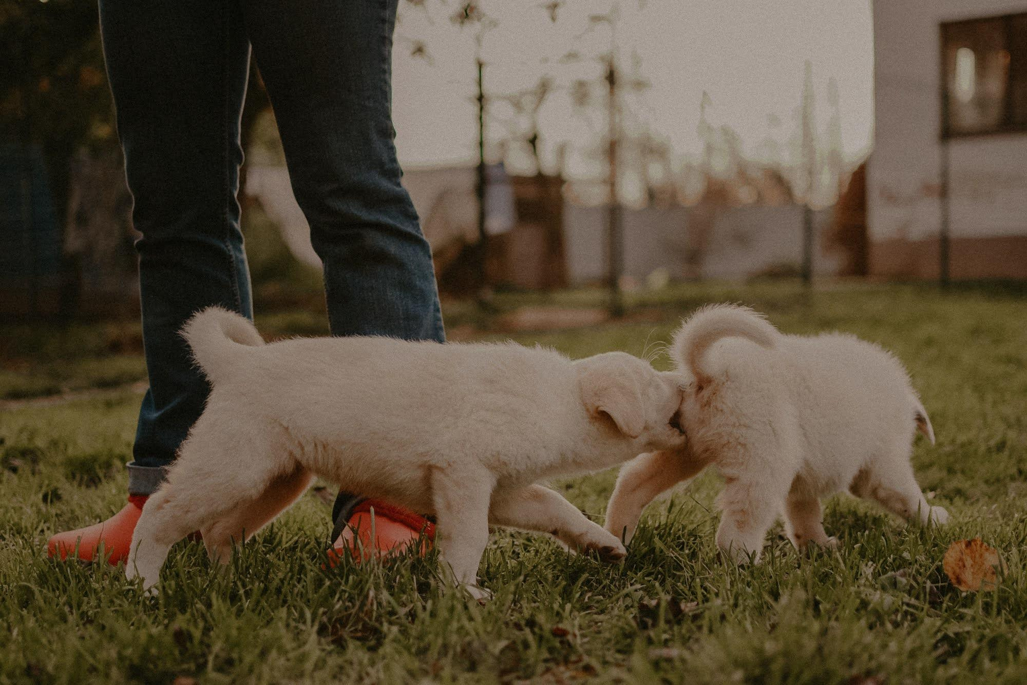 Are they looking for or have found a family. Real moments between people and their dogs
