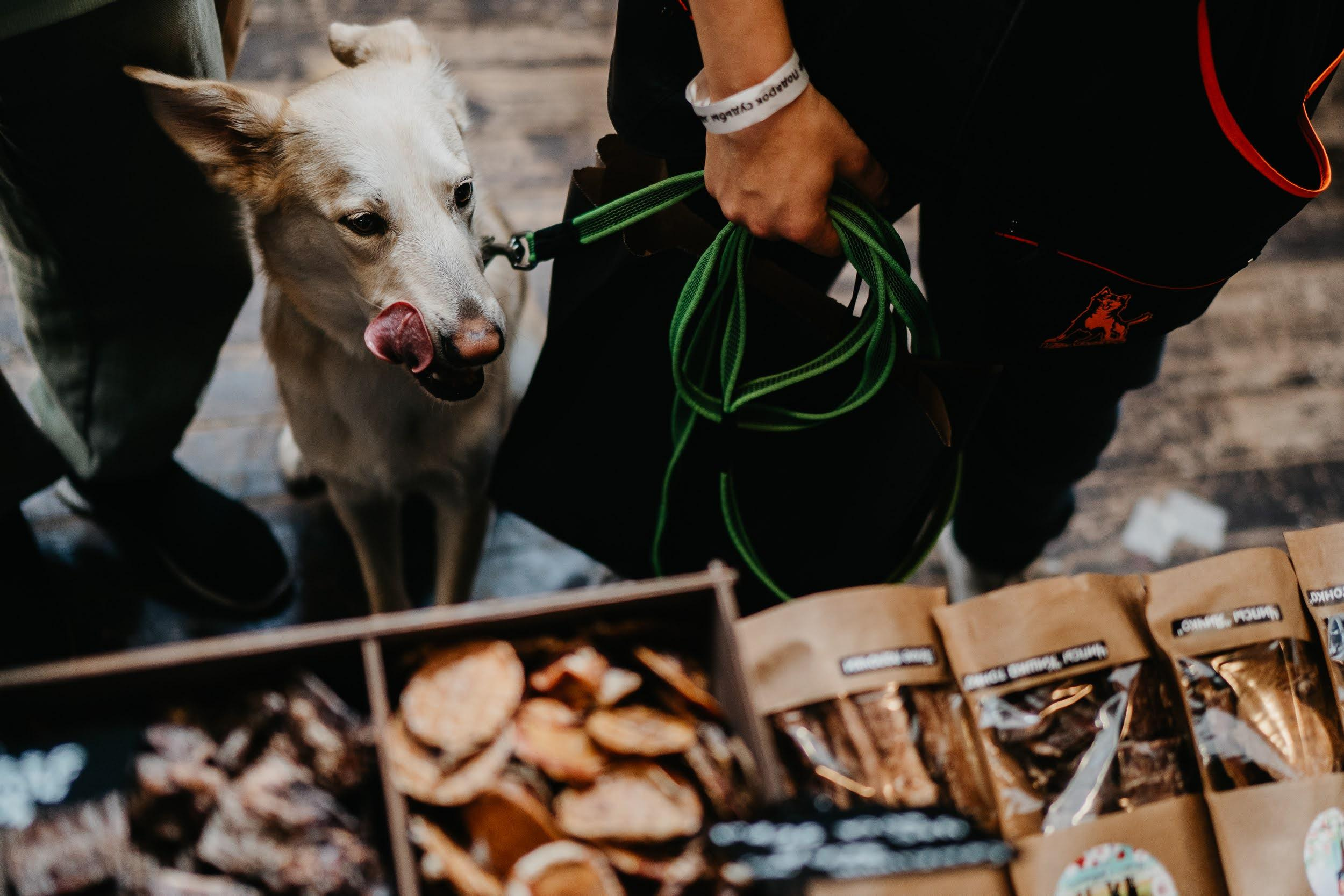 Shelter dogs. Real moments between people and their dogs