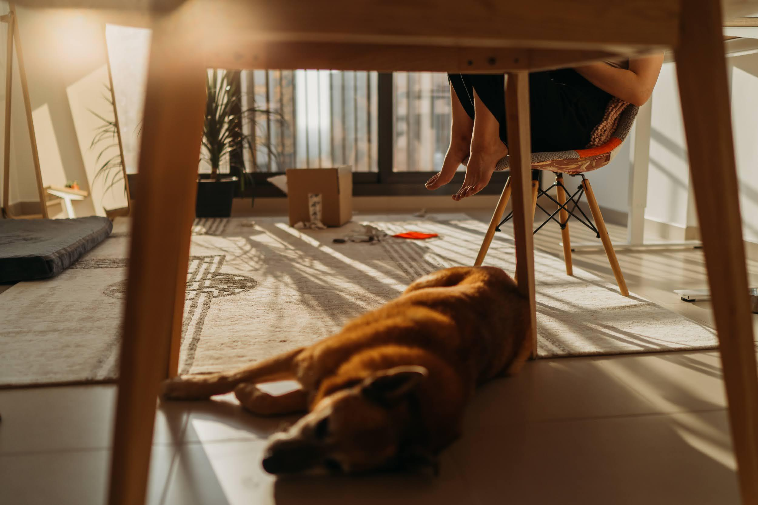 Violet and Hvostik. Real moments between people and their dogs