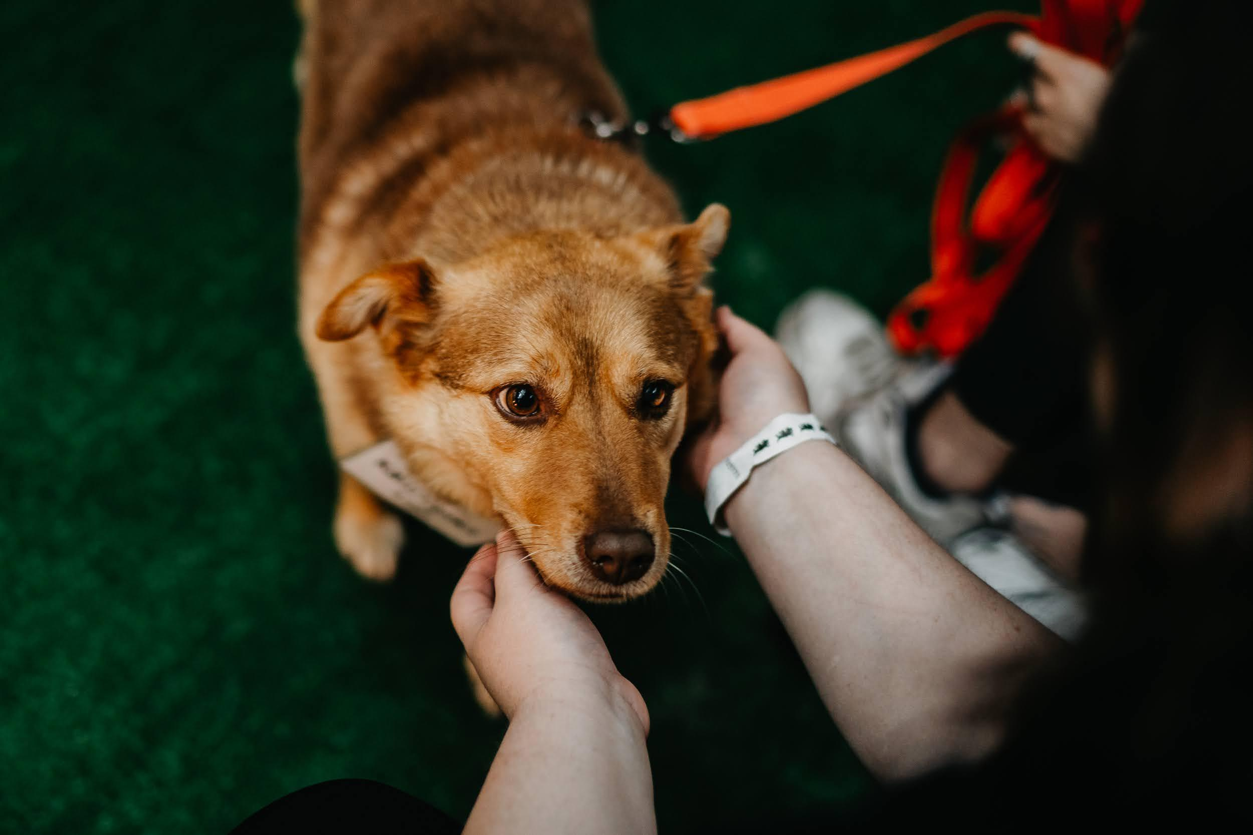 Shelter dogs. Real moments between people and their dogs