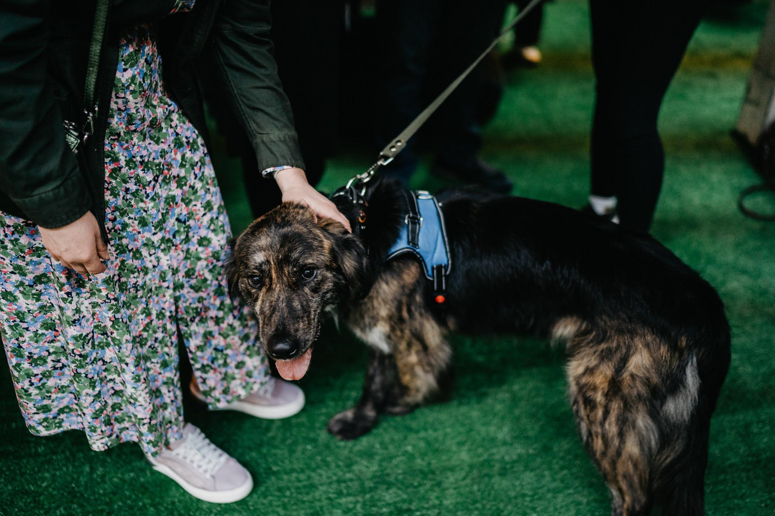 Shelter dogs. Real moments between people and their dogs