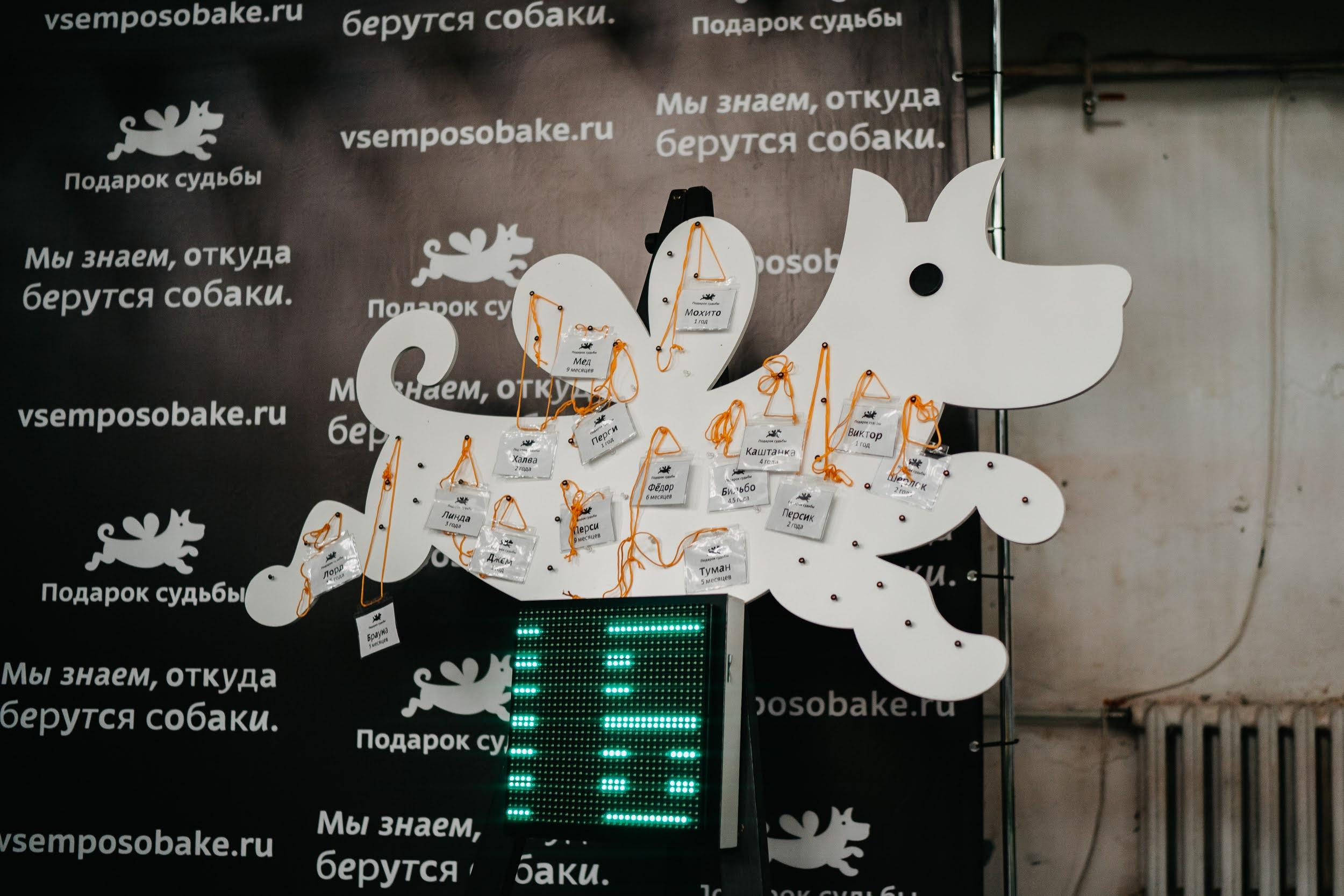 Shelter dogs. Real moments between people and their dogs