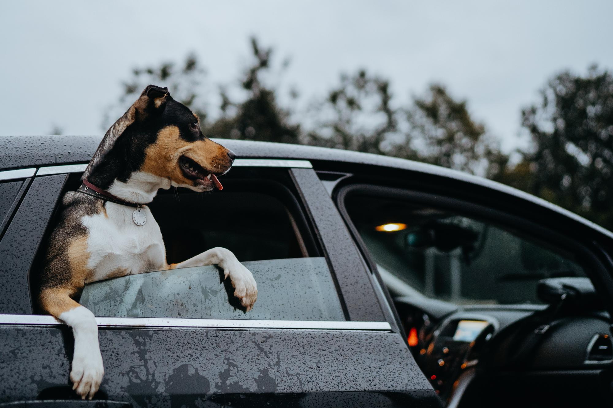 Elena and Molli. Real moments between people and their dogs