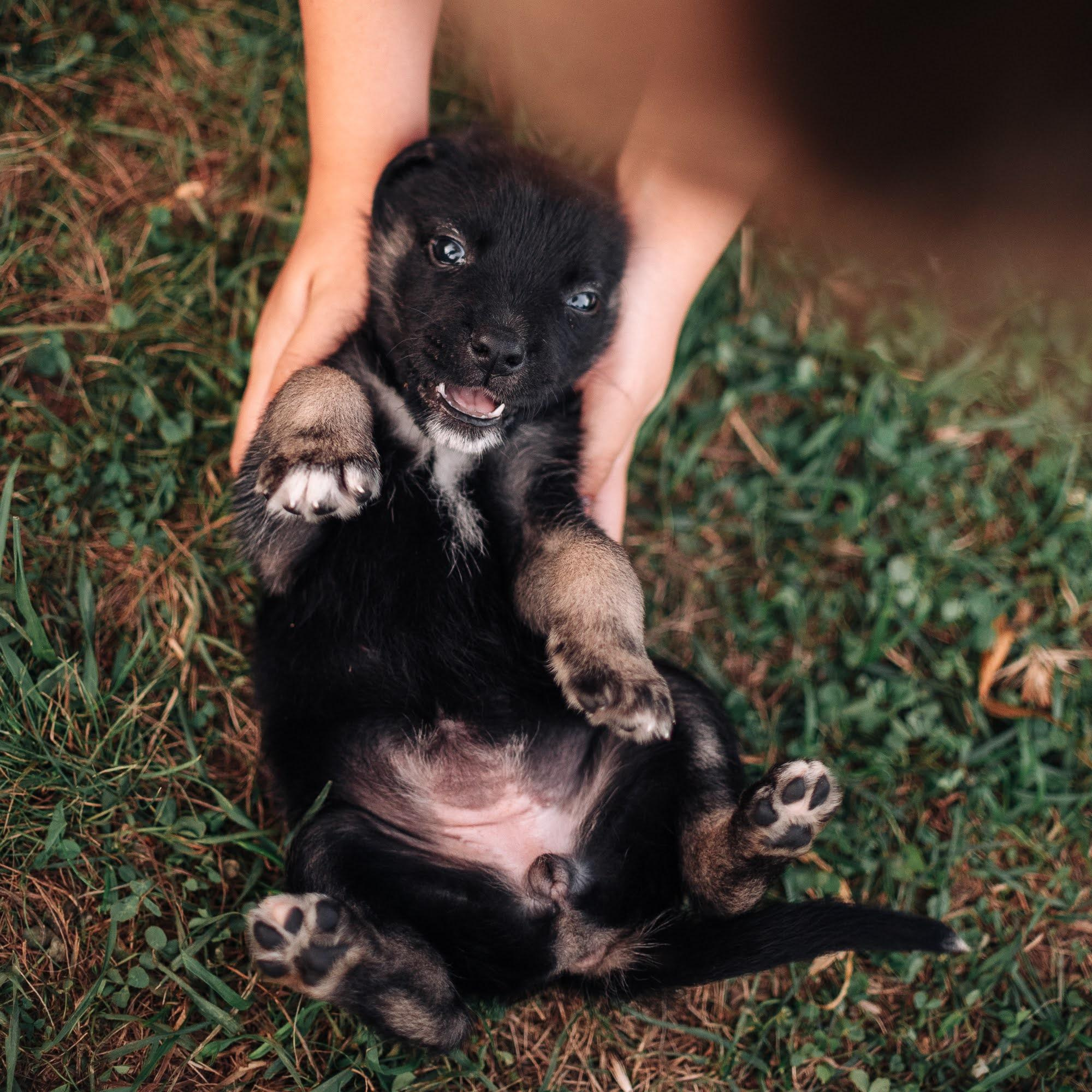 Are they looking for or have found a family. Real moments between people and their dogs