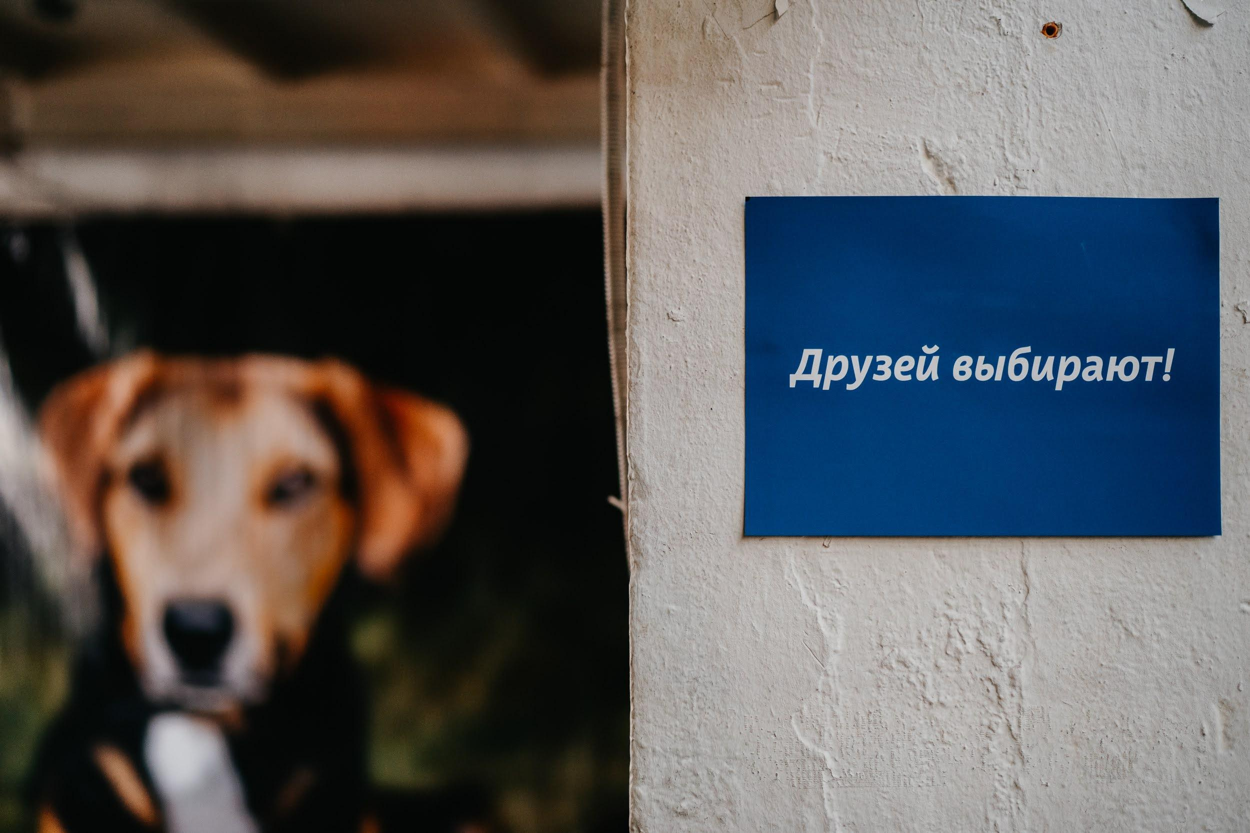 Shelter dogs. Real moments between people and their dogs