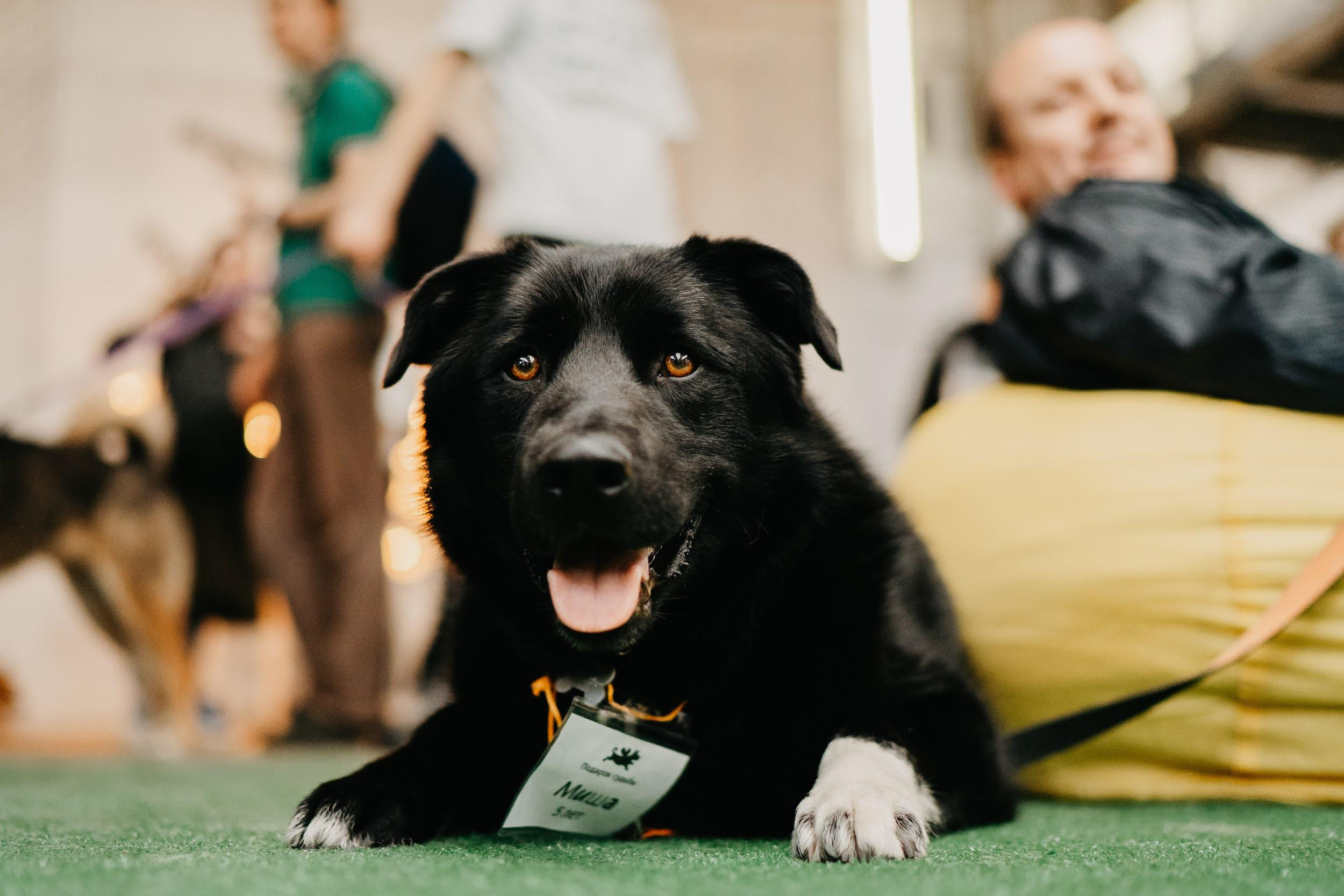 Shelter dogs. Real moments between people and their dogs