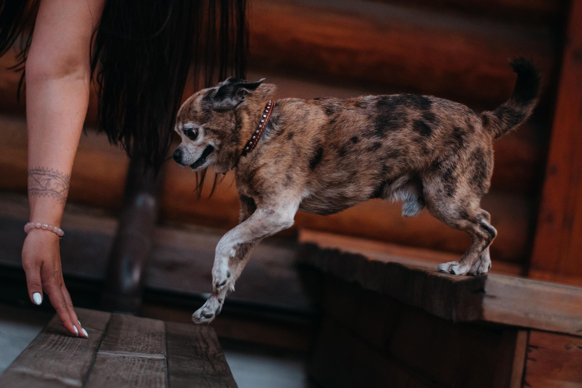 Elena and Vegas. Real moments between people and their dogs