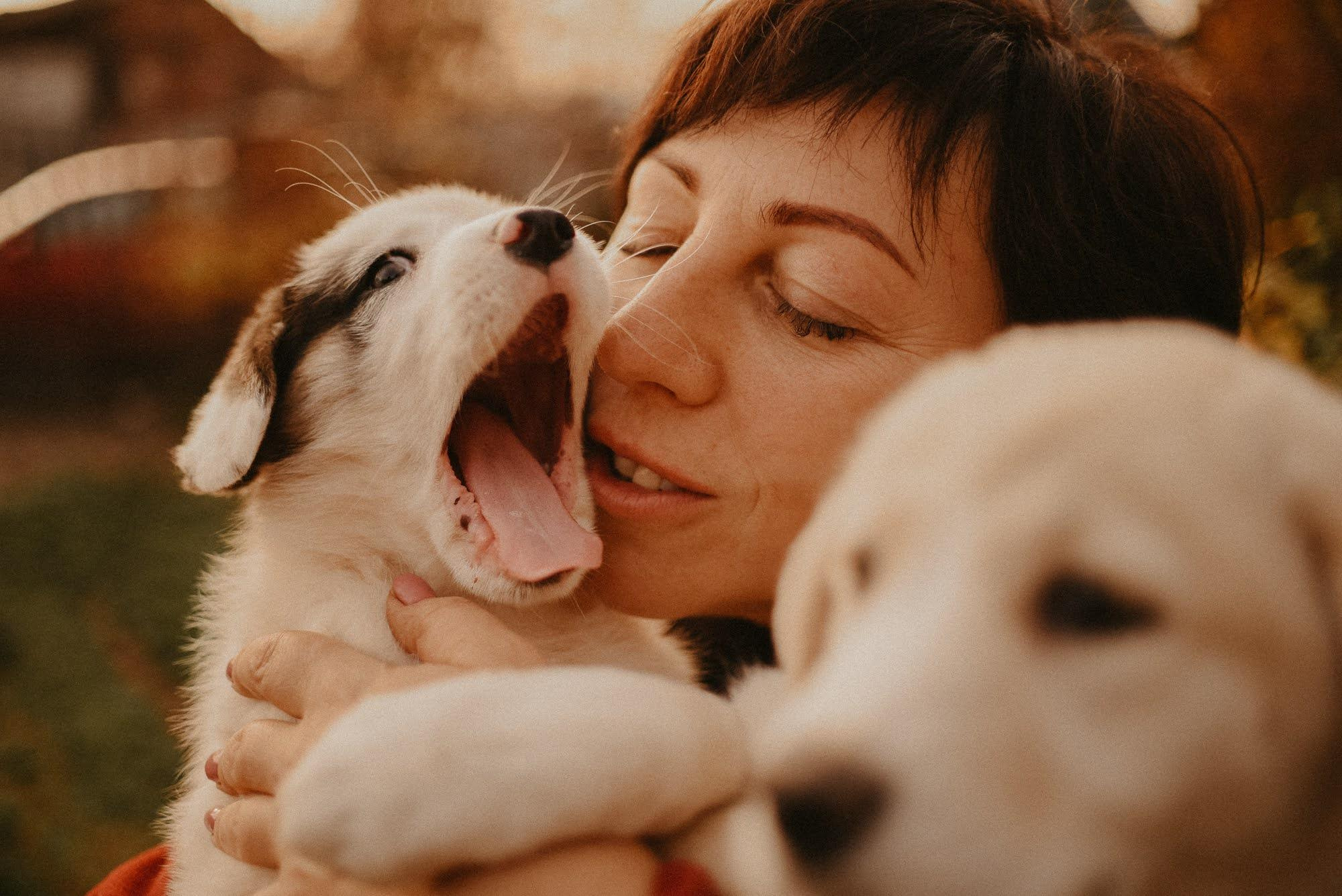 Are they looking for or have found a family. Real moments between people and their dogs